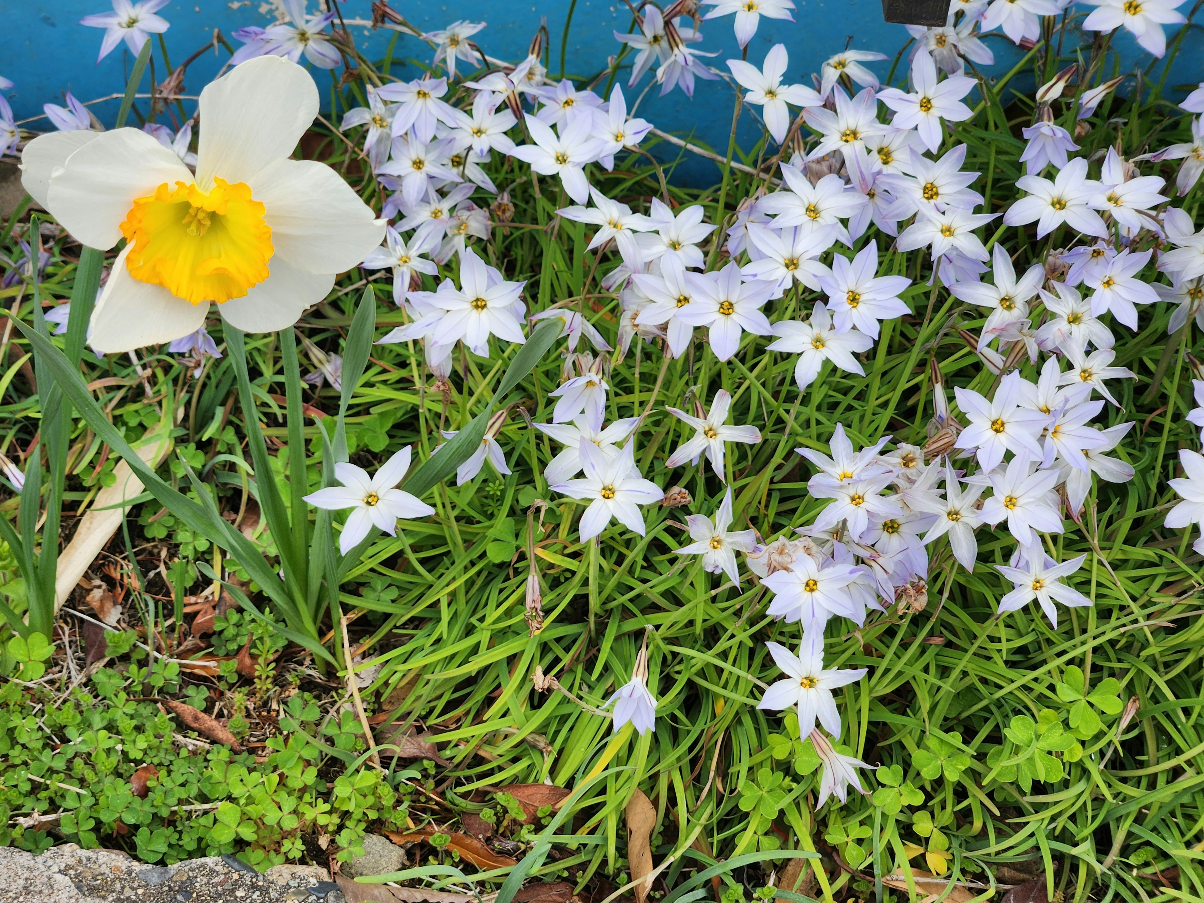 Narciso bianco e fiori blu in un giardino verde