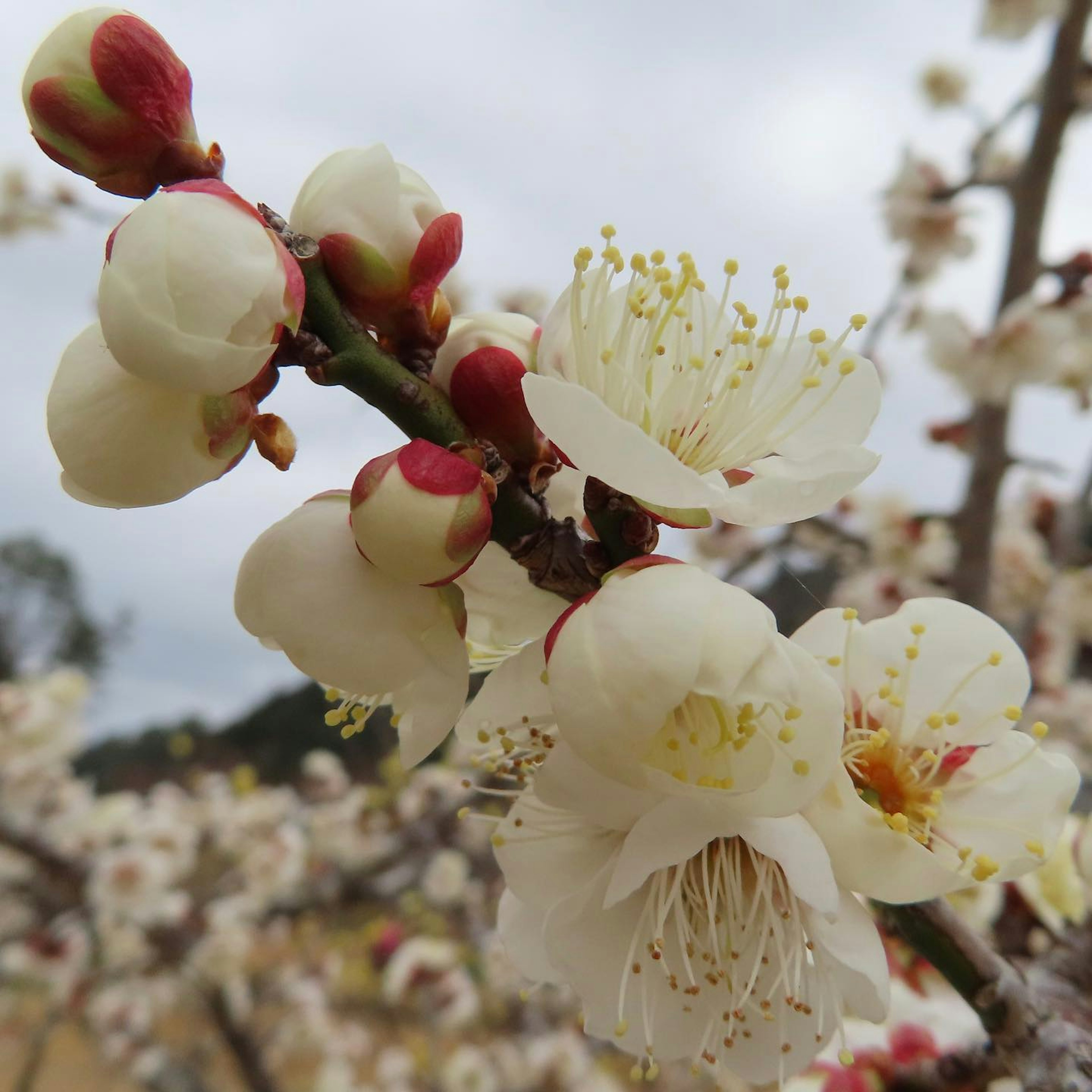 Branch of a flowering apricot tree with white blossoms and buds