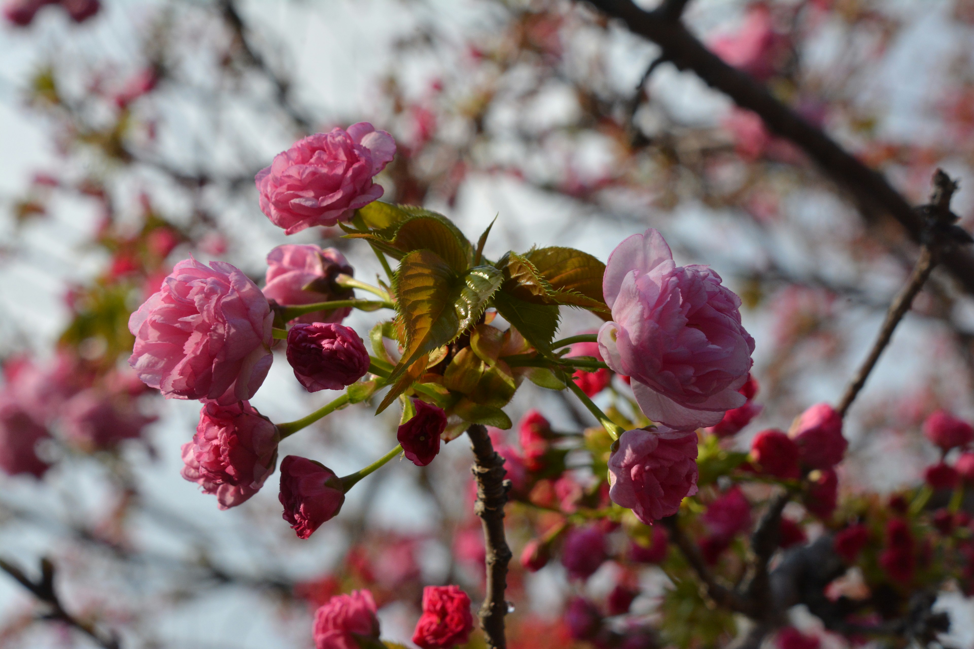 Close-up cabang bunga sakura dengan bunga pink yang indah dan daun baru