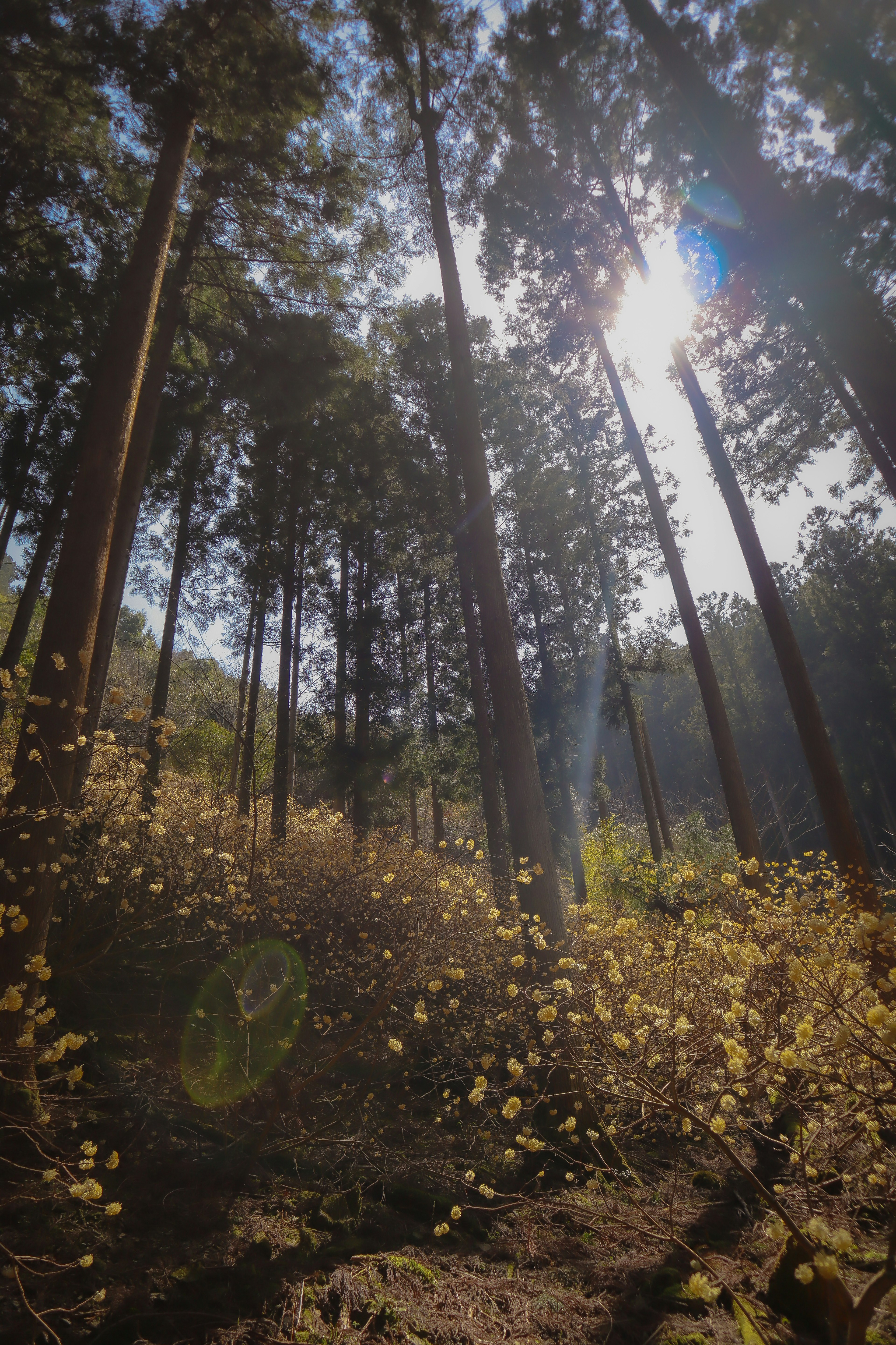 Bella scena forestale con luce solare che filtra tra gli alberi alti