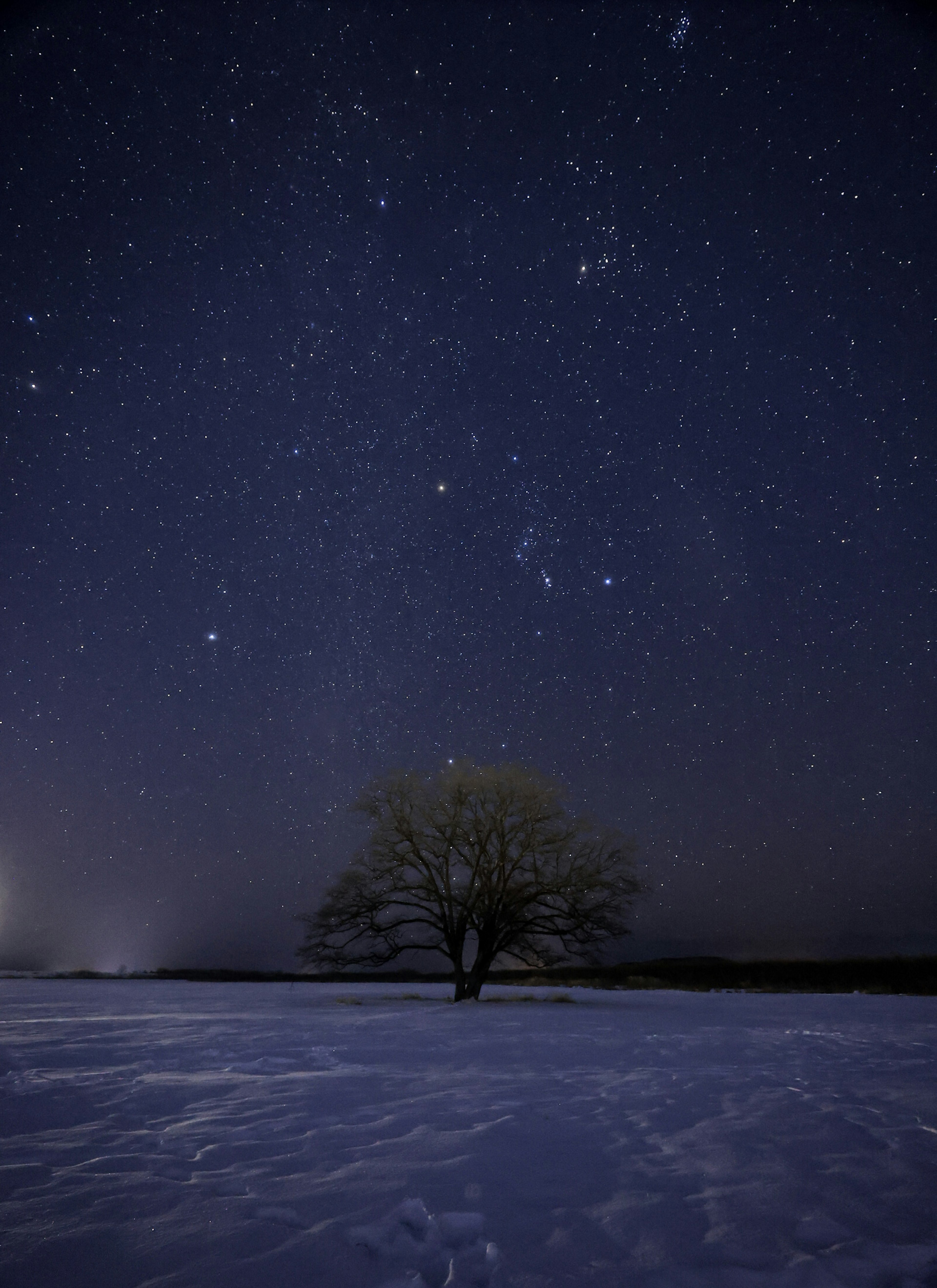 Un albero solitario su un campo innevato sotto un cielo stellato