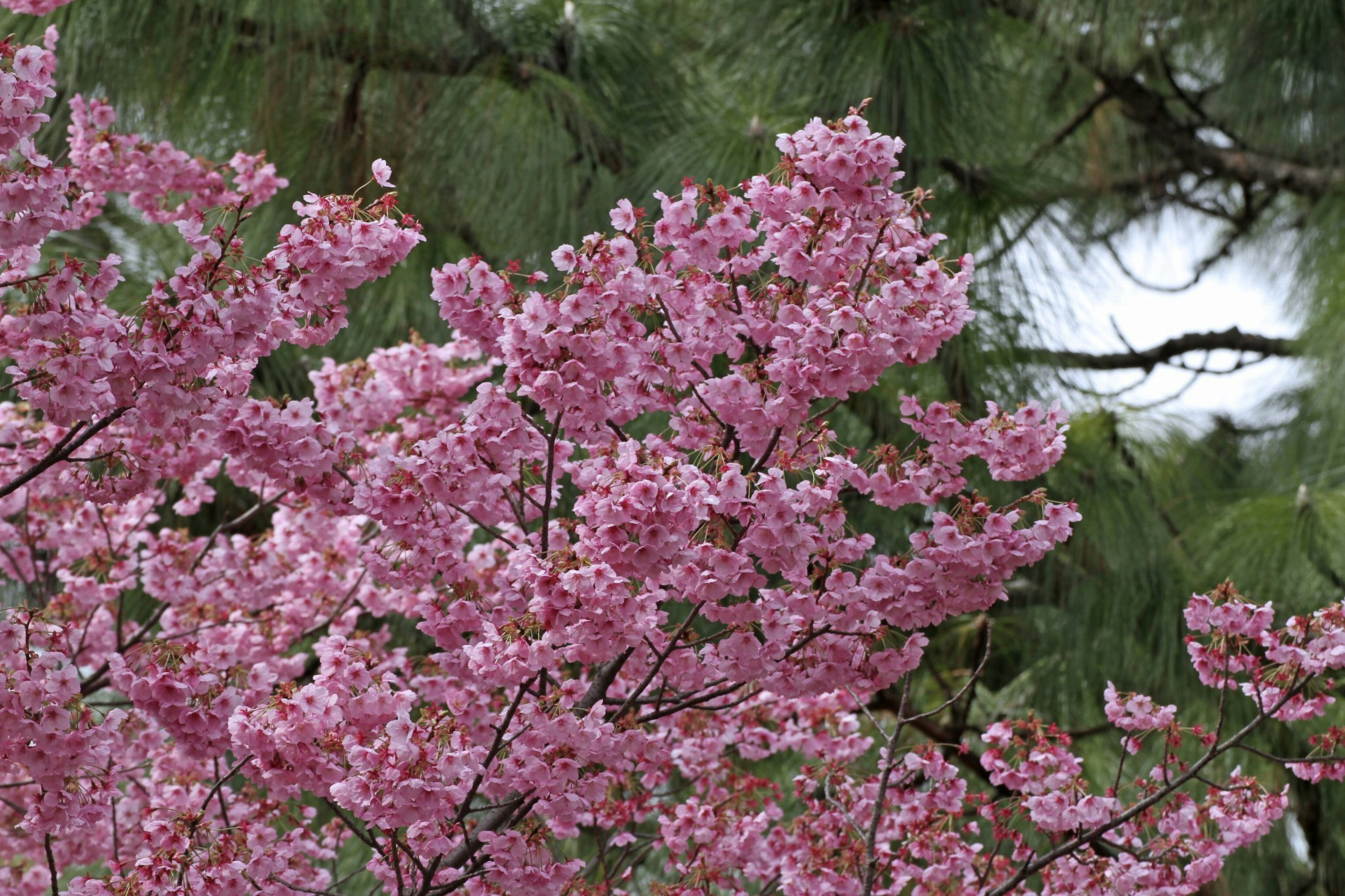 Rami di ciliegio in fiore con fiori rosa su sfondo verde