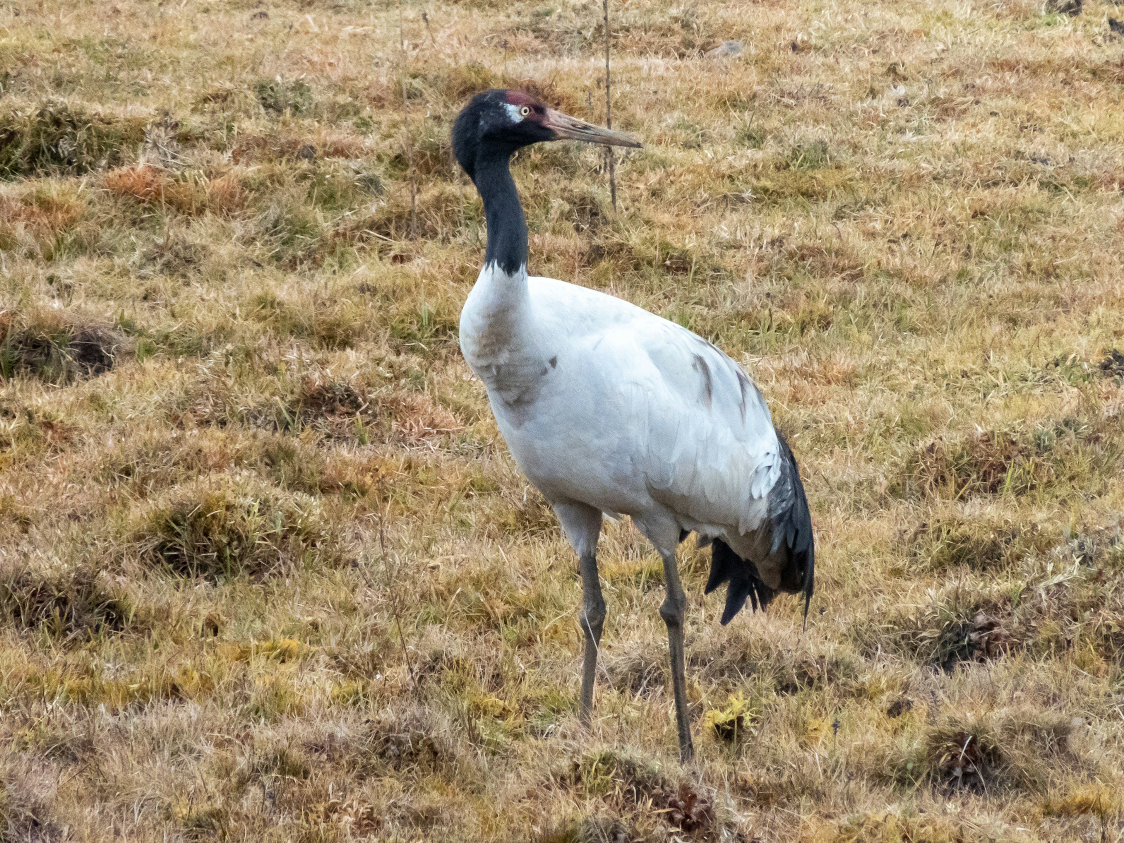 A single Japanese crane standing in a grassland with white feathers and a black neck