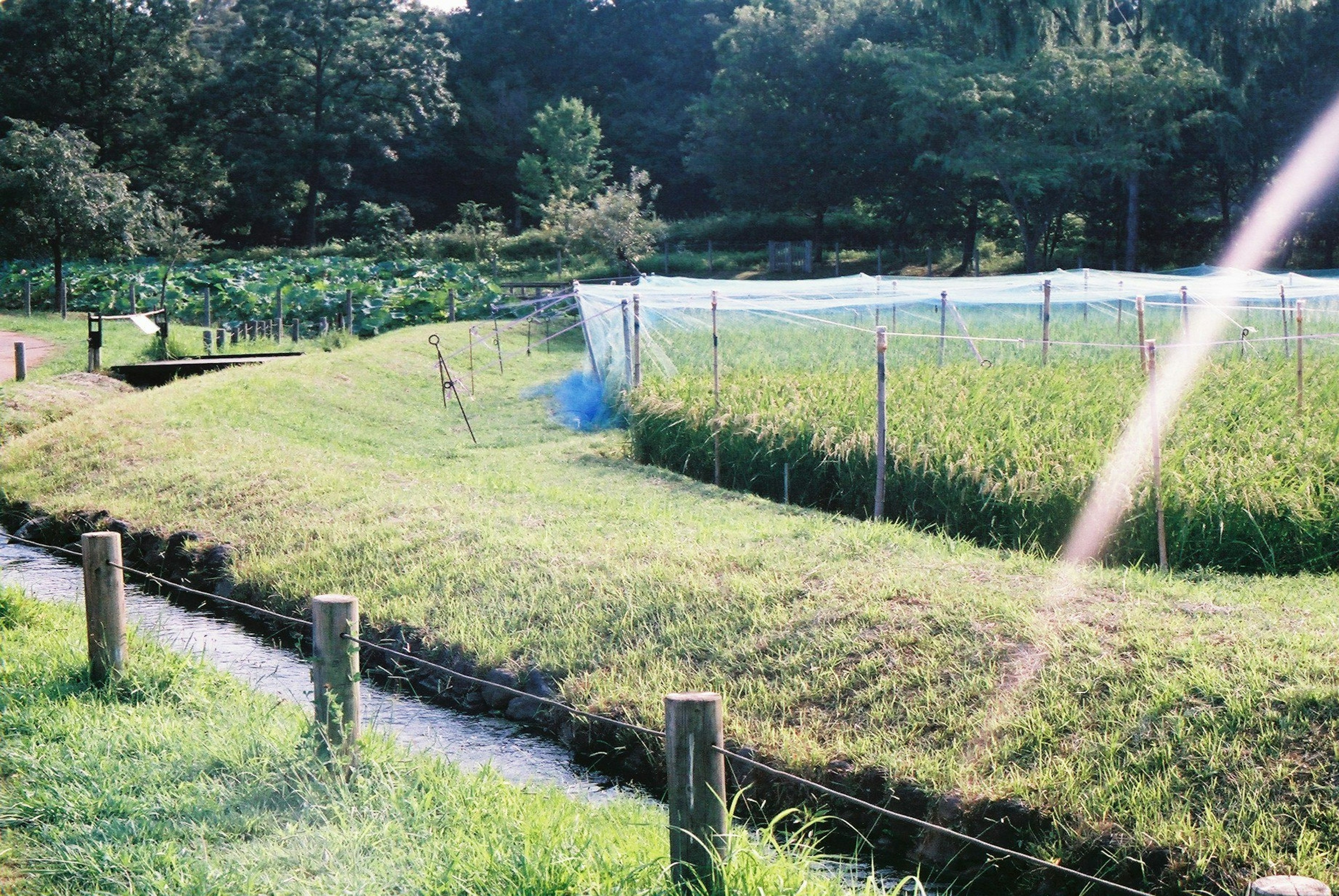 Lush green rice field with a stream and protective netting