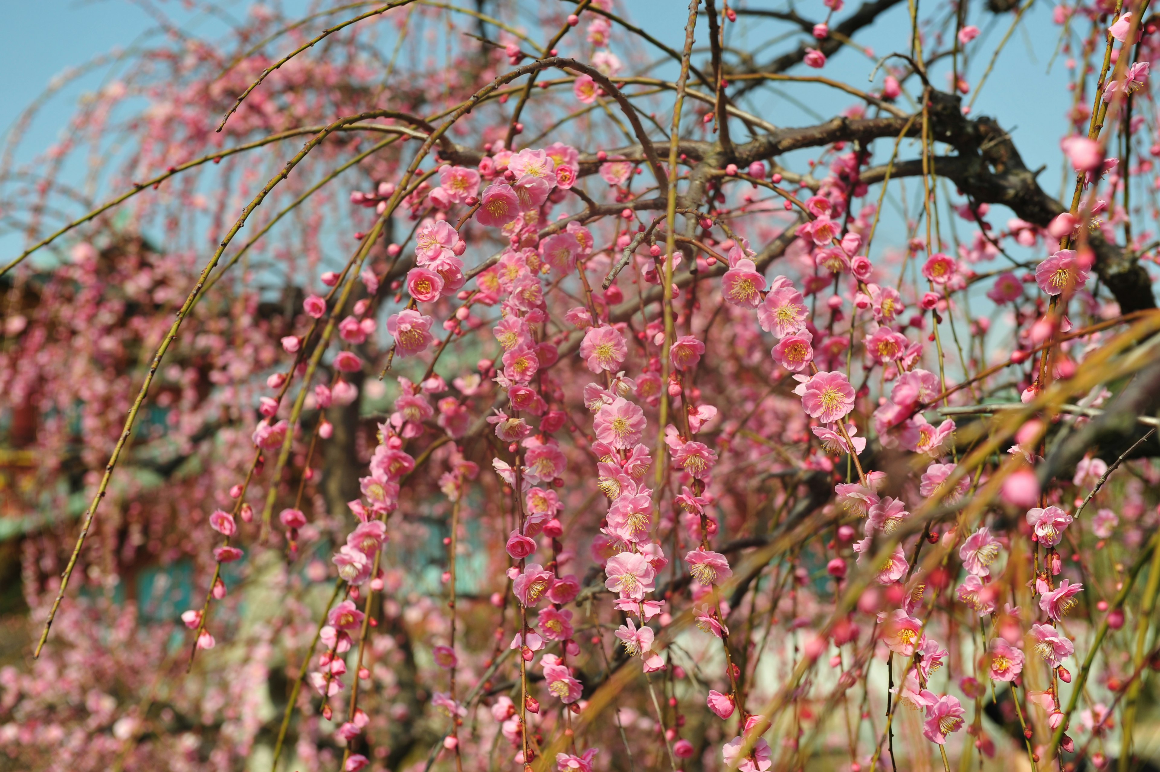 Bunga sakura merah muda yang indah menggantung dari cabang