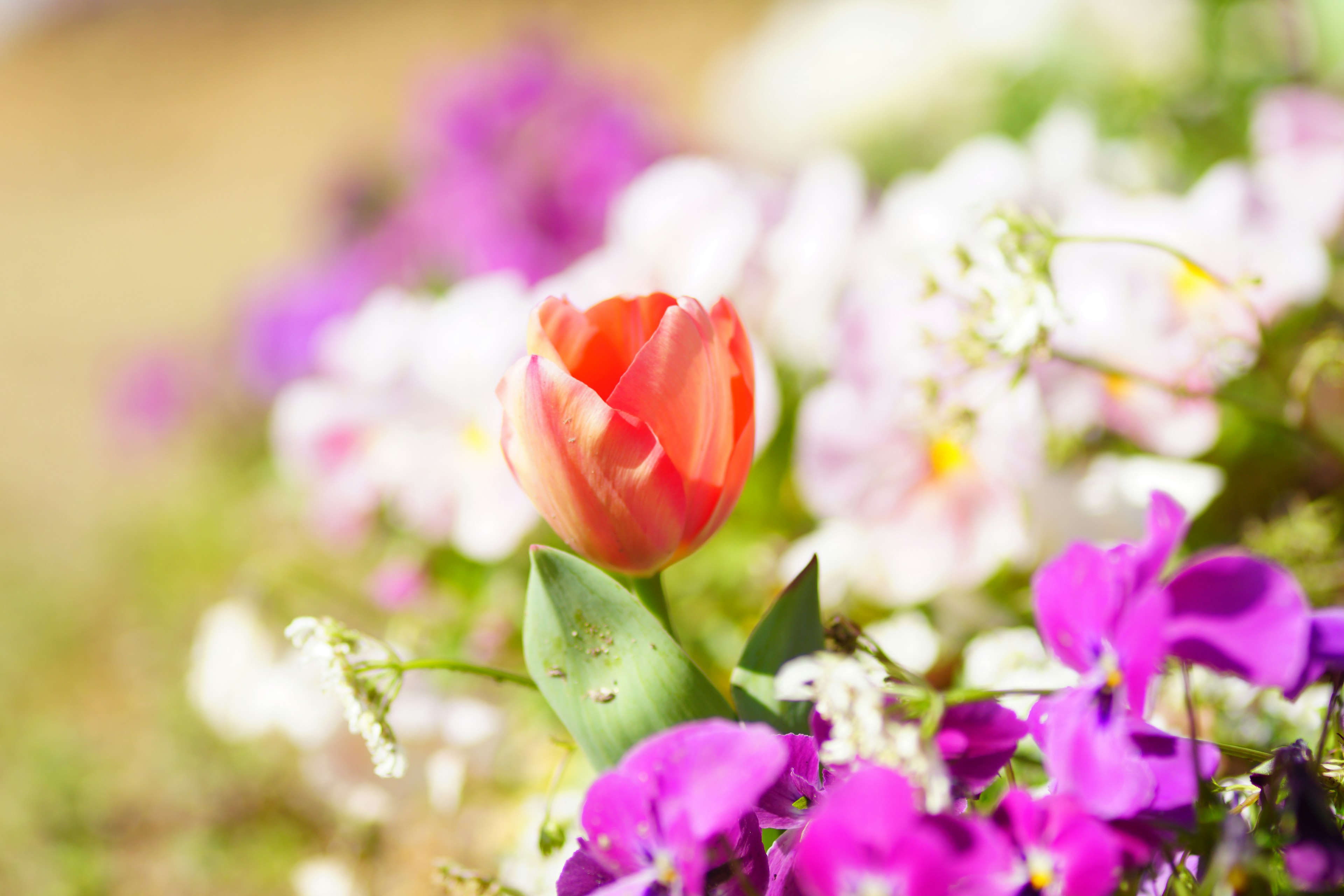 A vibrant tulip surrounded by colorful flowers in a garden setting