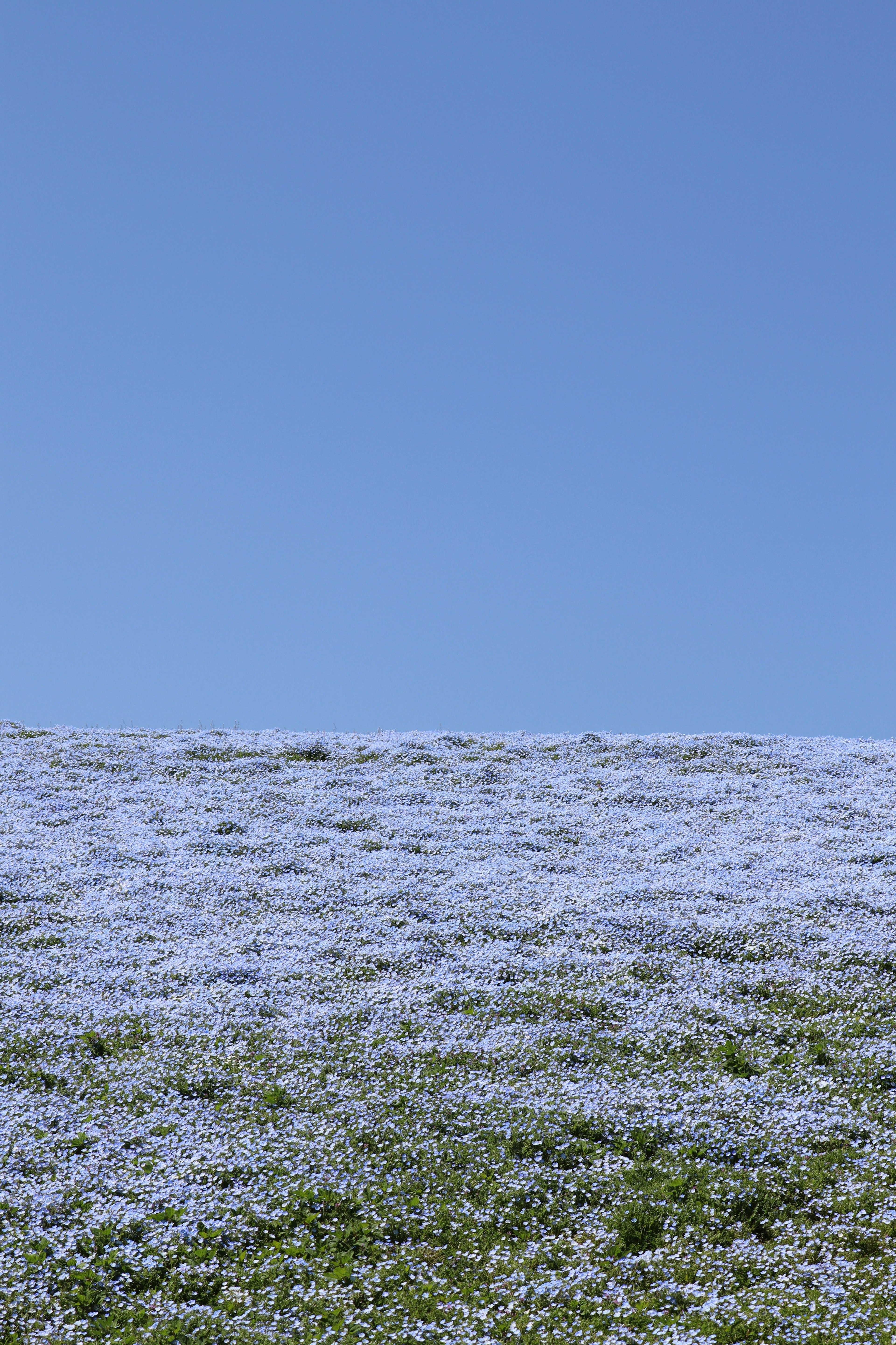 A field of blue flowers under a clear blue sky