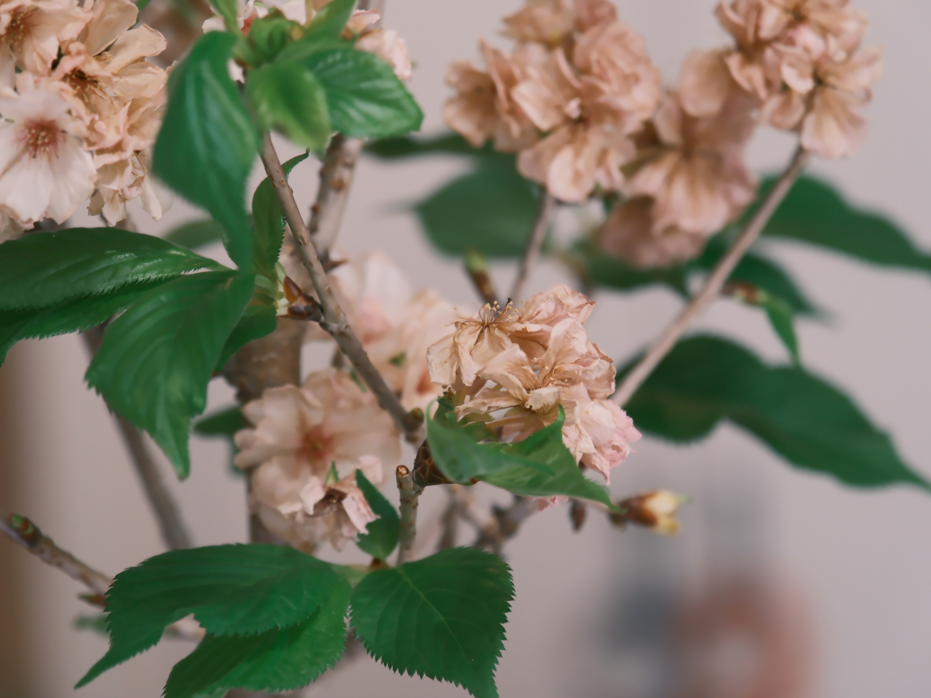 淡いピンクの花が咲く枝と緑の葉