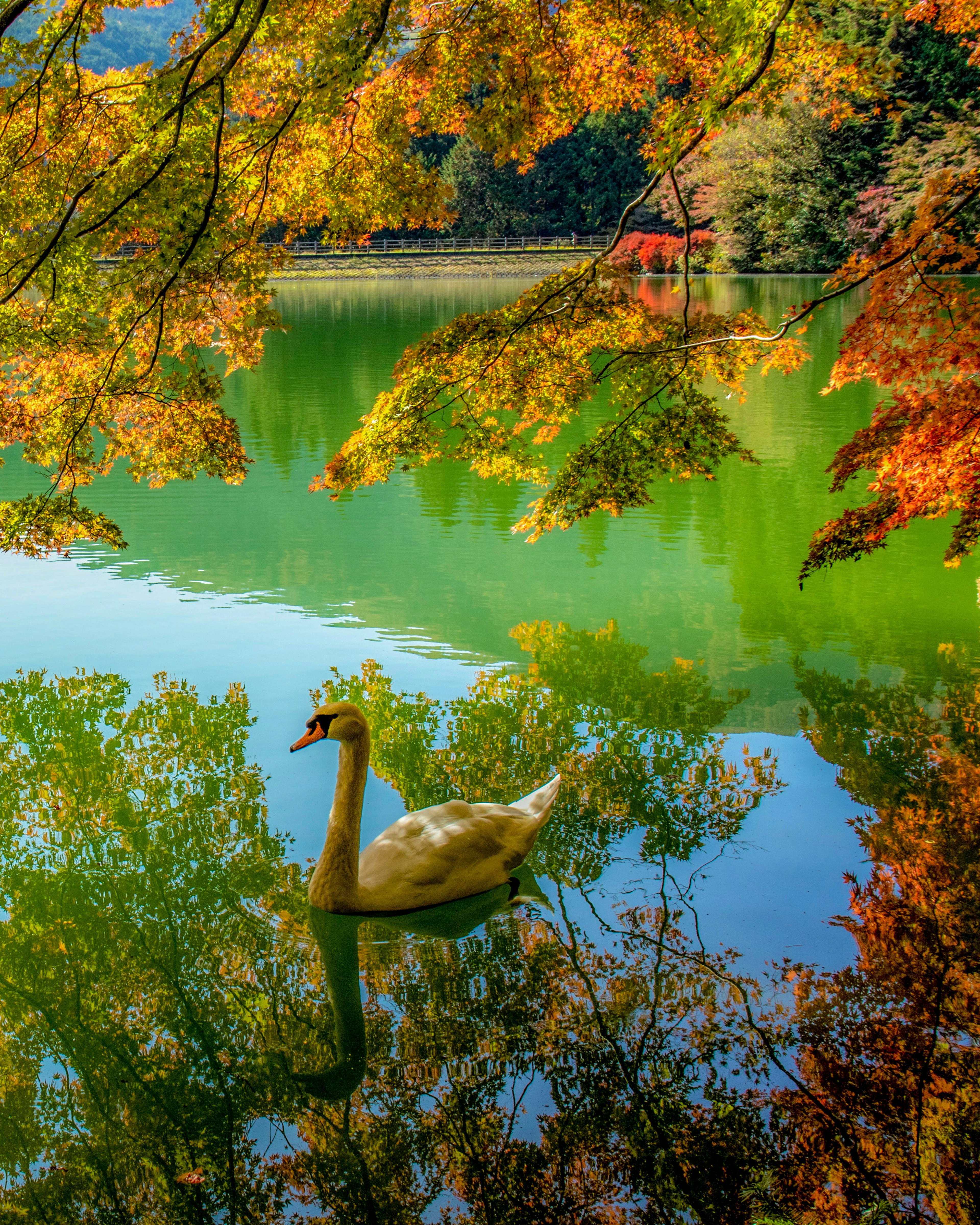 Ein Schwan gleitet über einen ruhigen See, umgeben von herbstlichem Laub