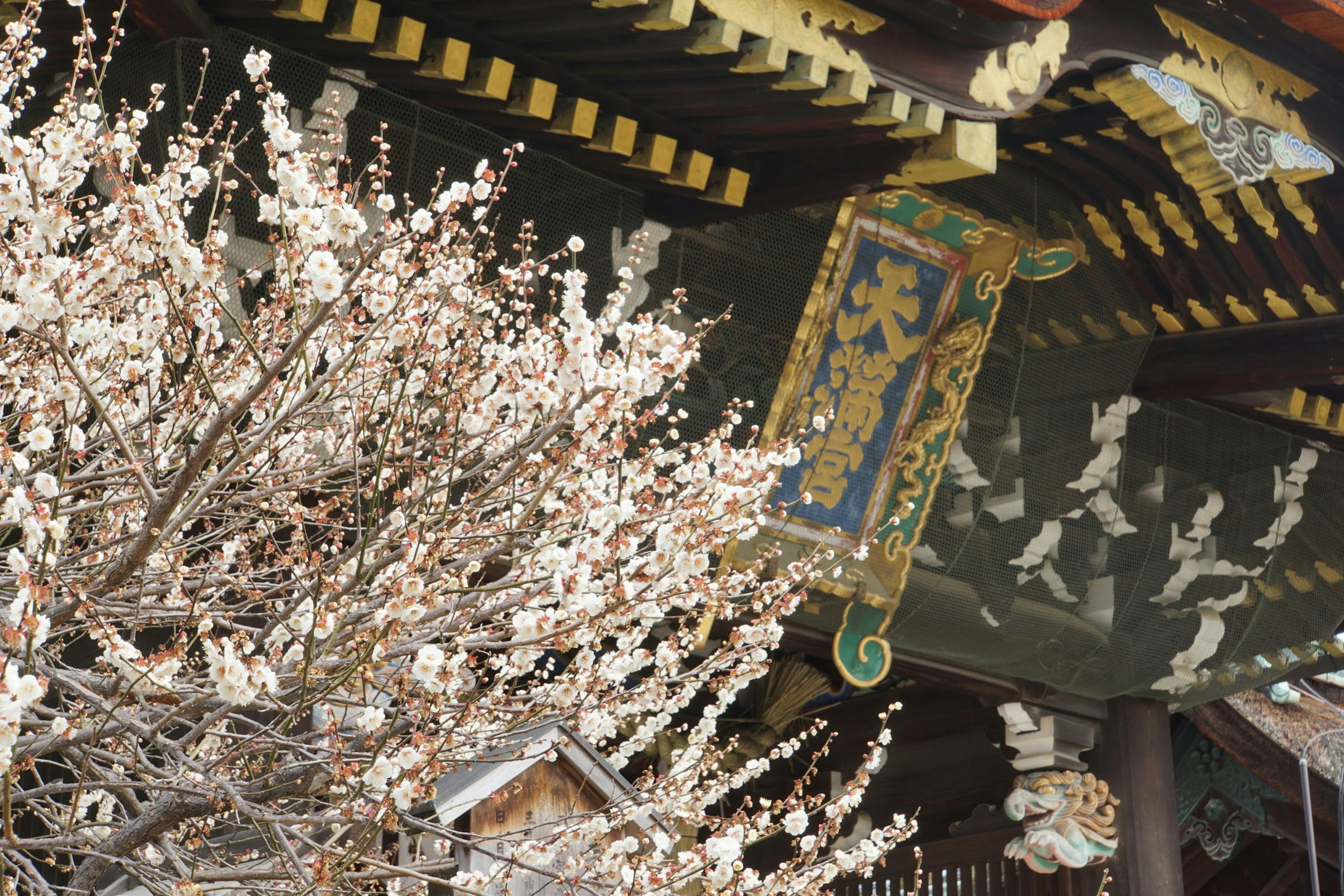 梅の花が咲く古い寺の屋根