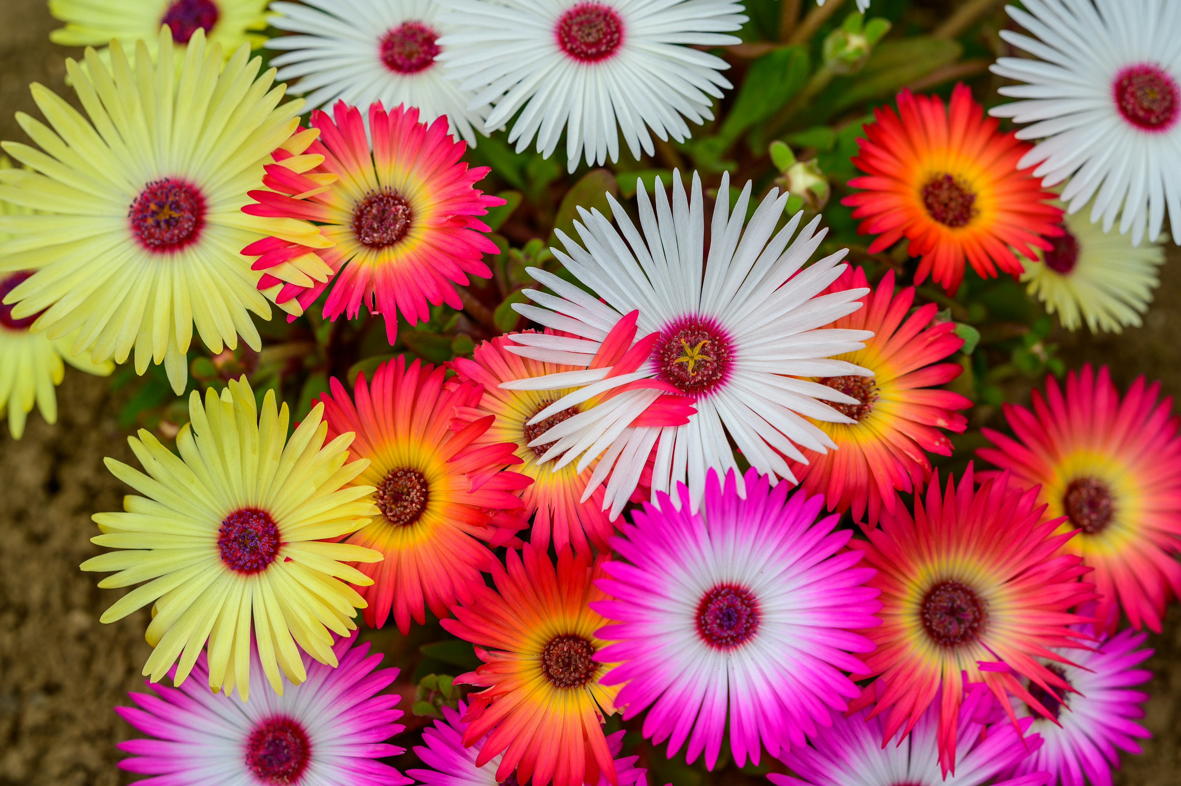 Un vibrante surtido de flores coloridas en plena floración