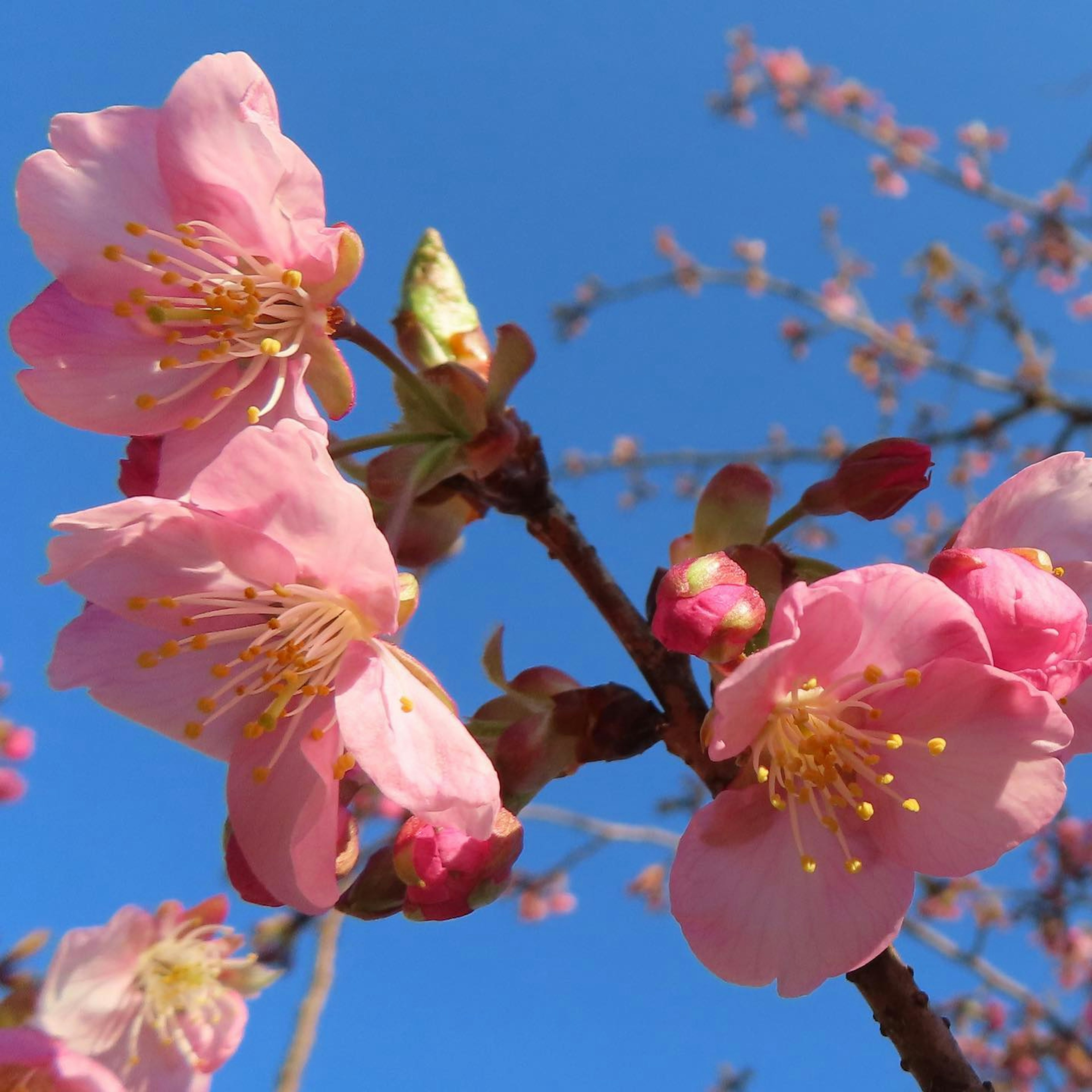 Close-up bunga sakura dengan latar belakang langit biru