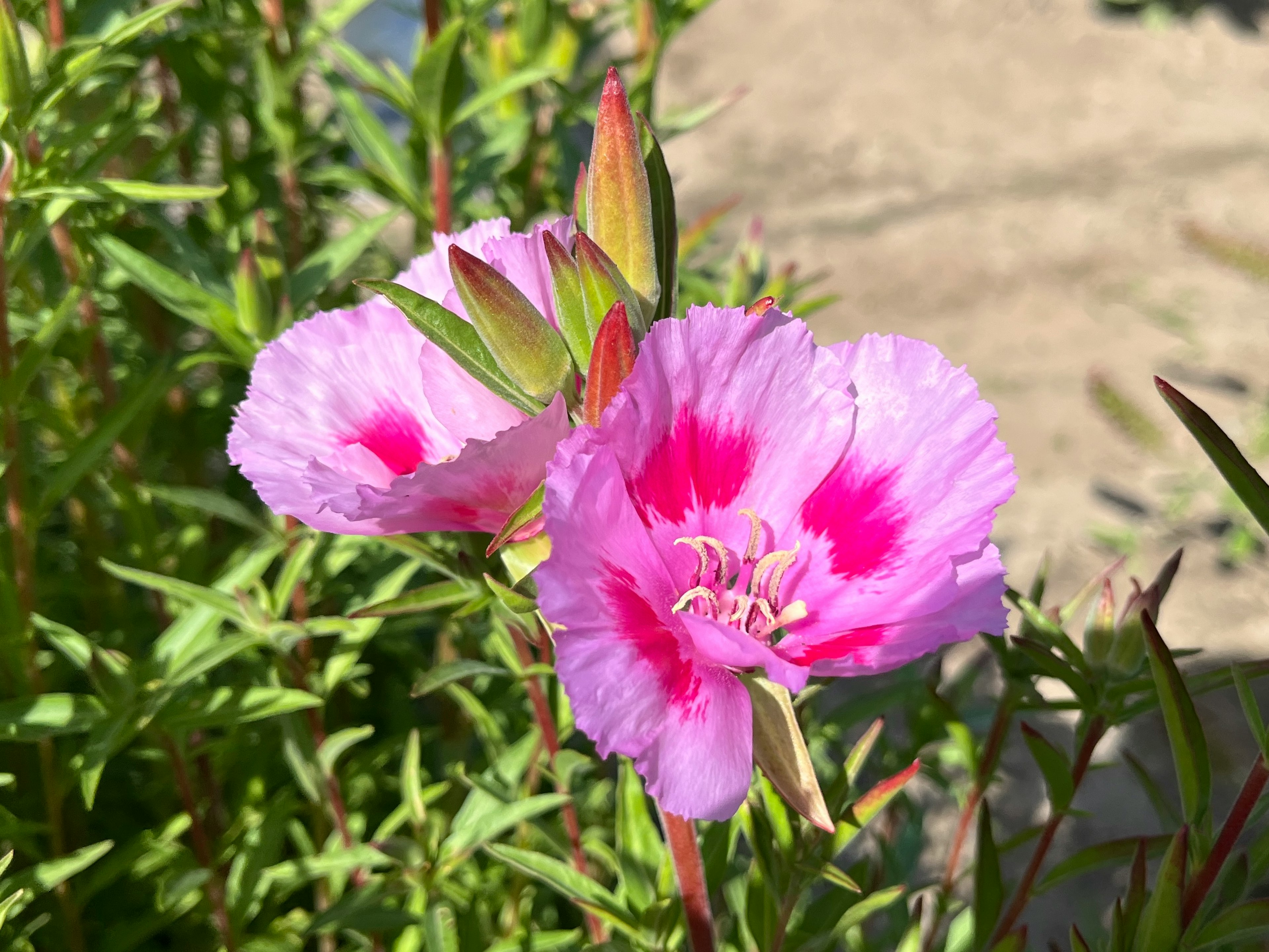 鮮やかなピンクの花びらを持つ花のクローズアップ