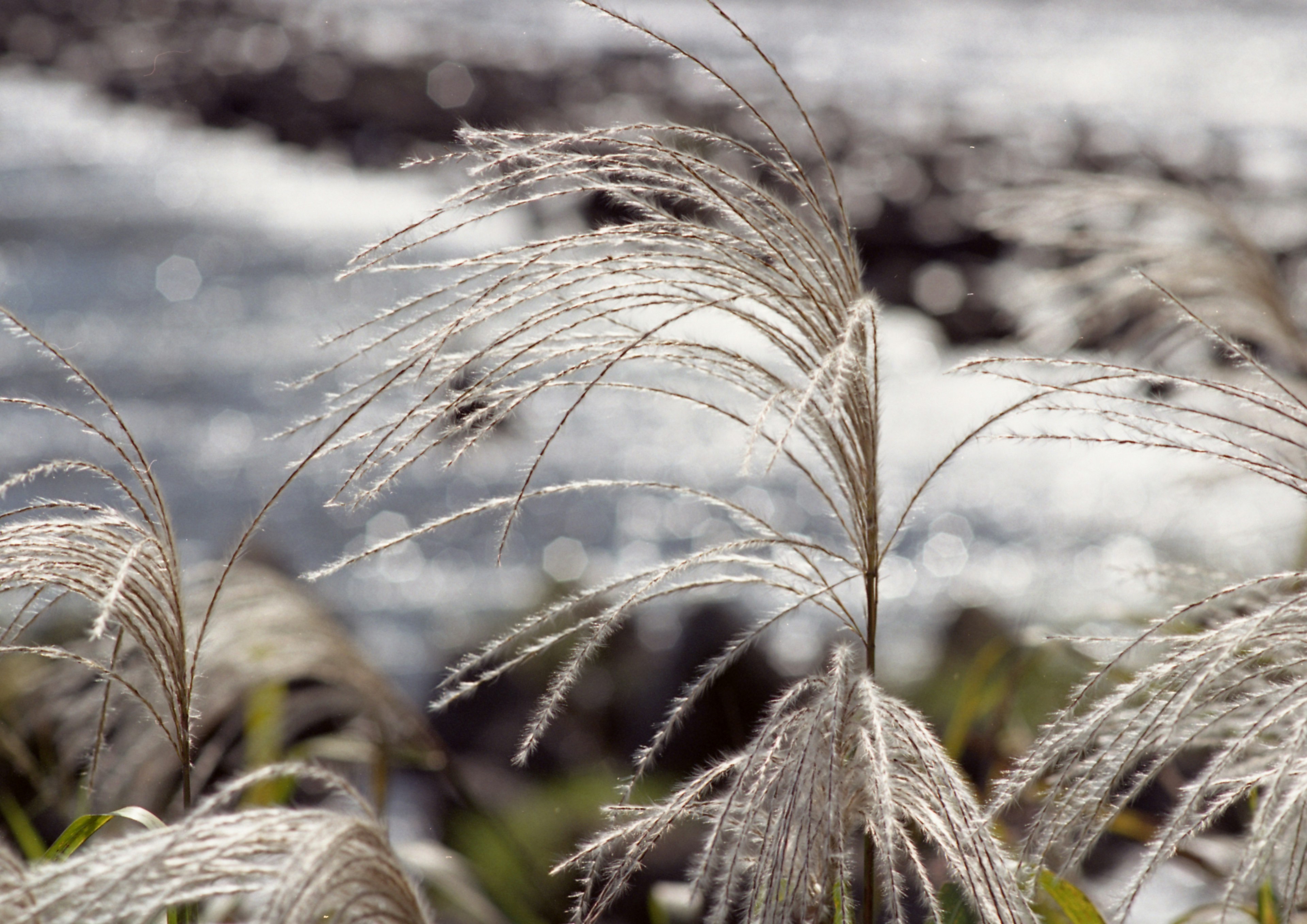 Close-up of grasses swaying in the wind near sparkling ocean waves