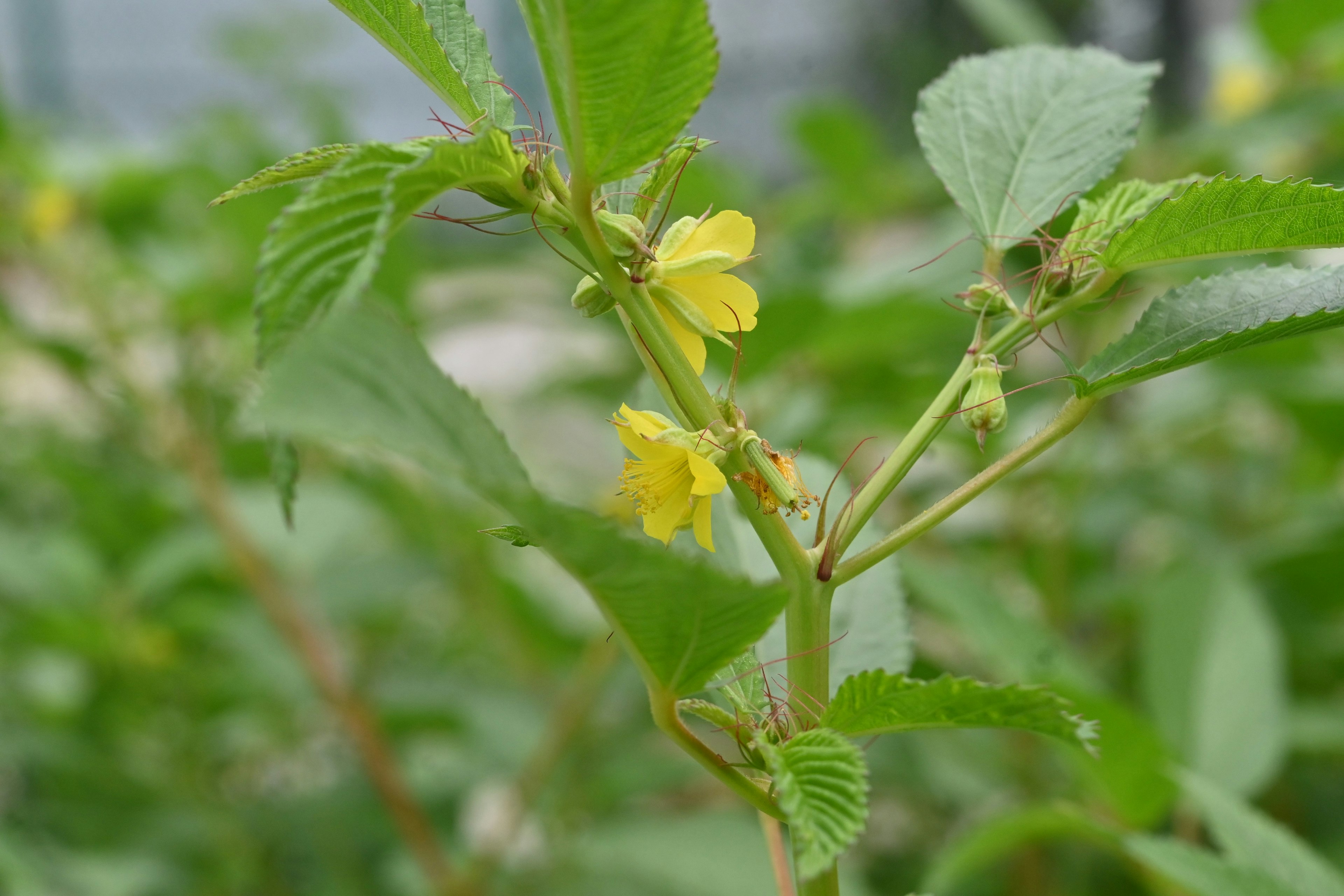 Nahaufnahme einer Pflanze mit grünen Blättern und gelben Blüten