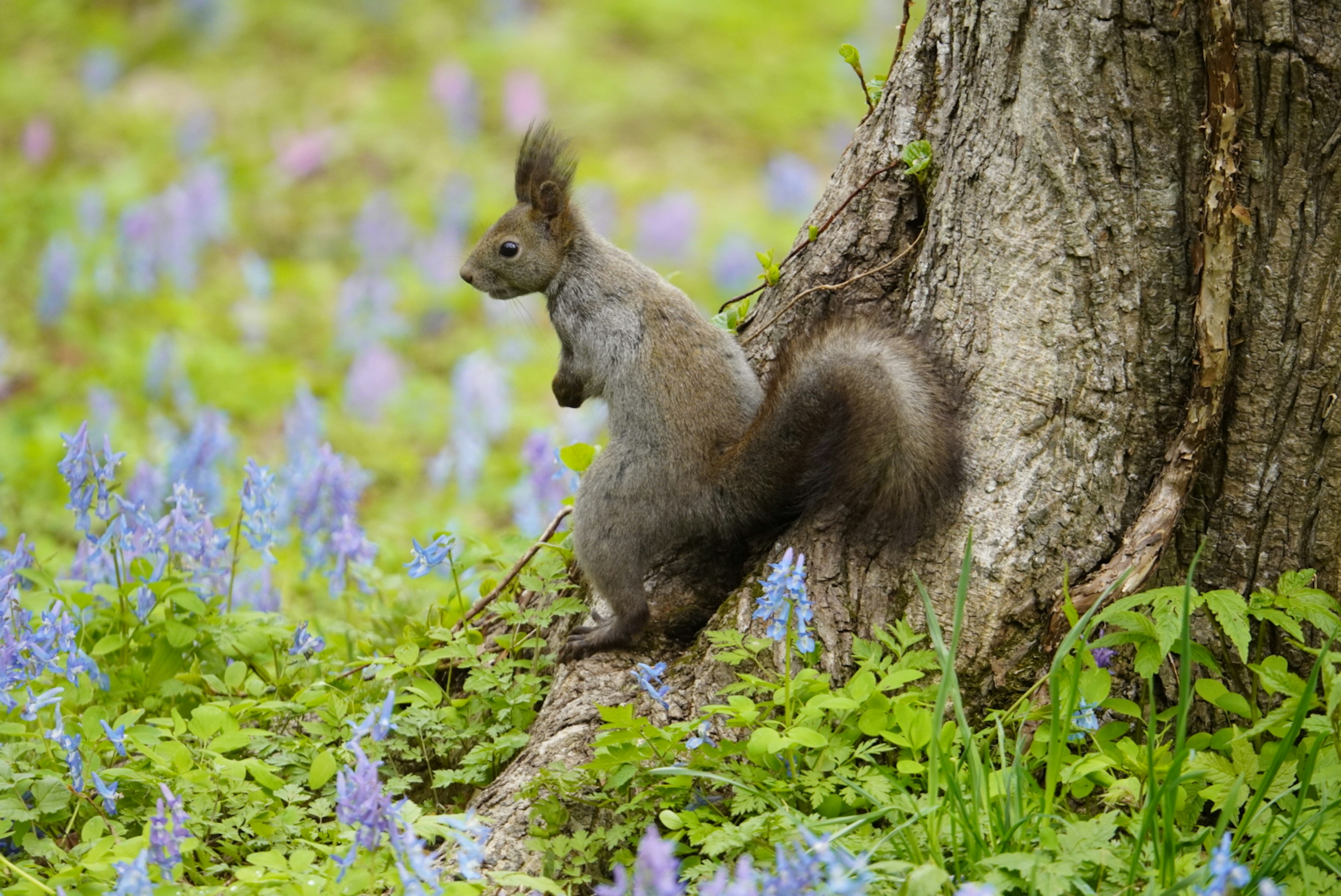 Ecureuil appuyé contre un arbre avec des fleurs bleues au premier plan