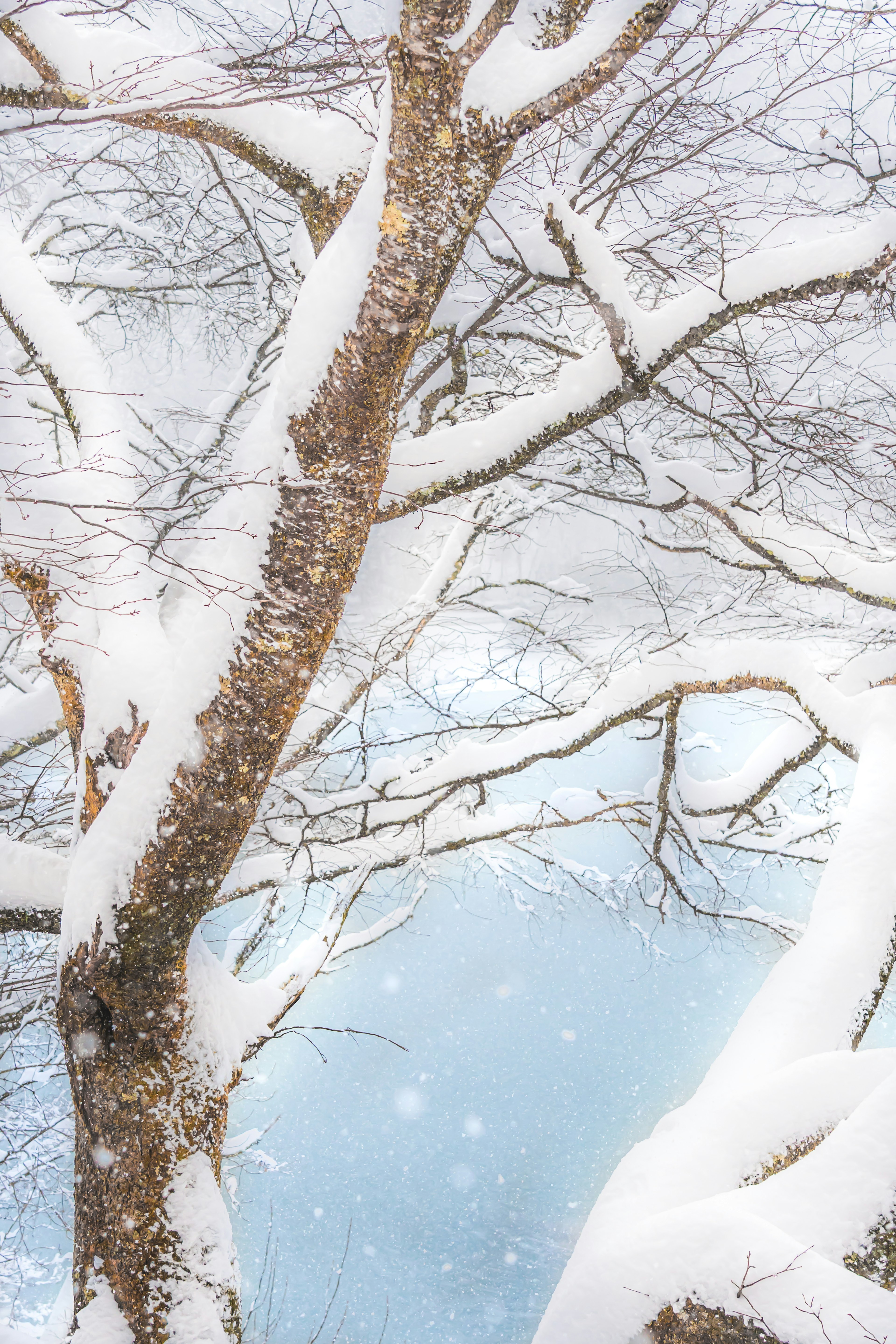 Beautiful winter scene with a snow-covered tree trunk and branches