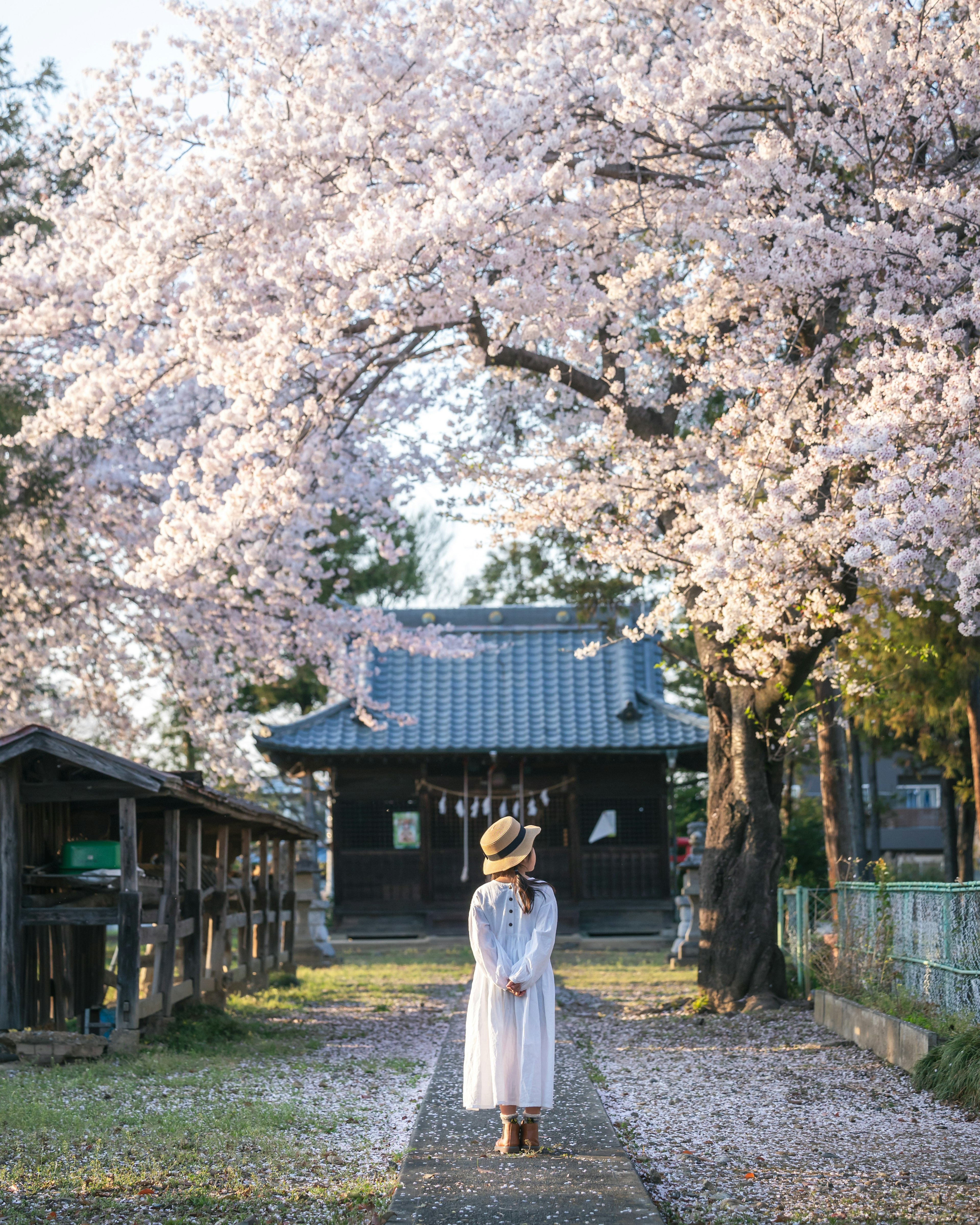 桜の花が満開の道を歩く女性 白いドレスと帽子を着用