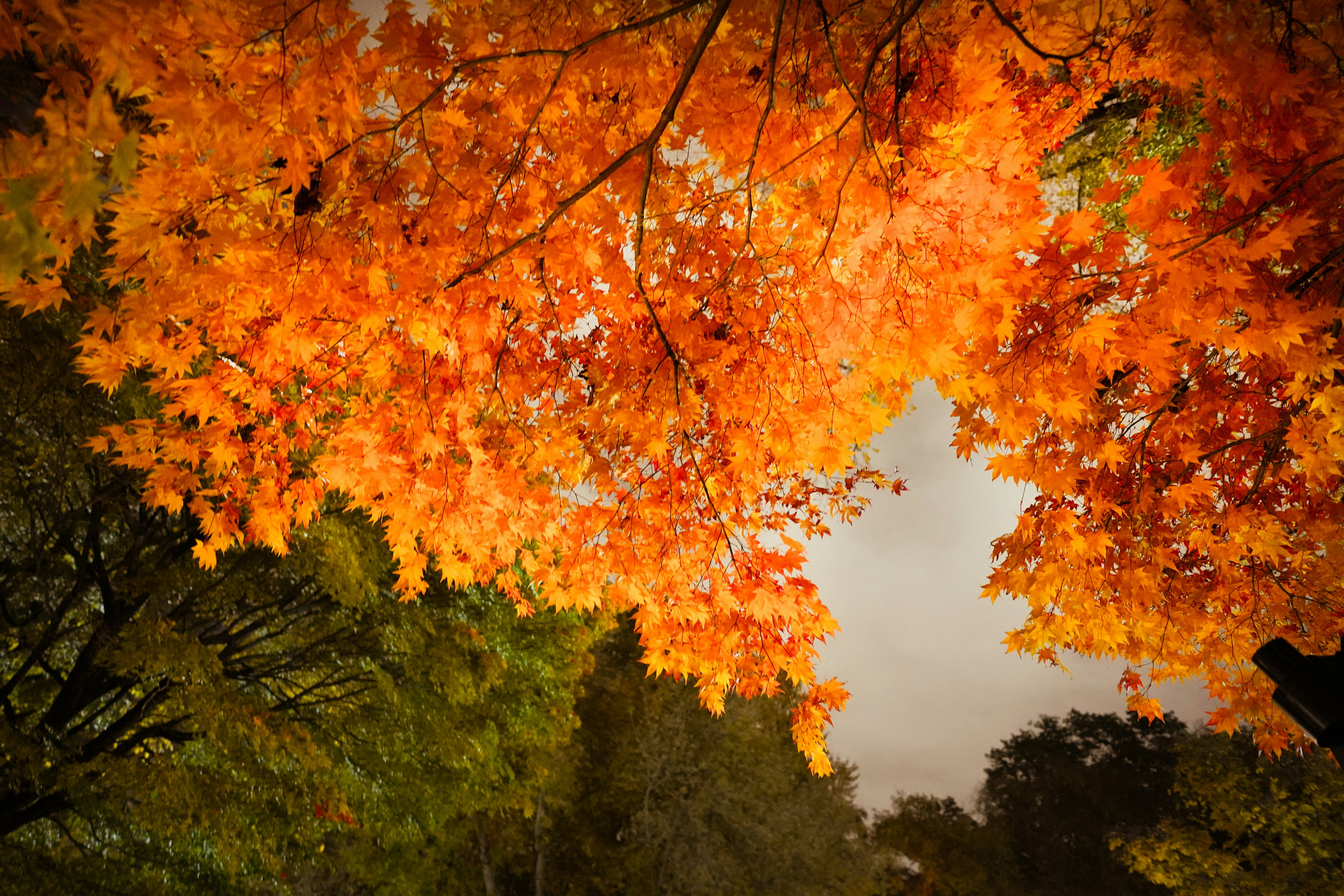 Foglie d'autunno arancioni vivaci che creano un soffitto