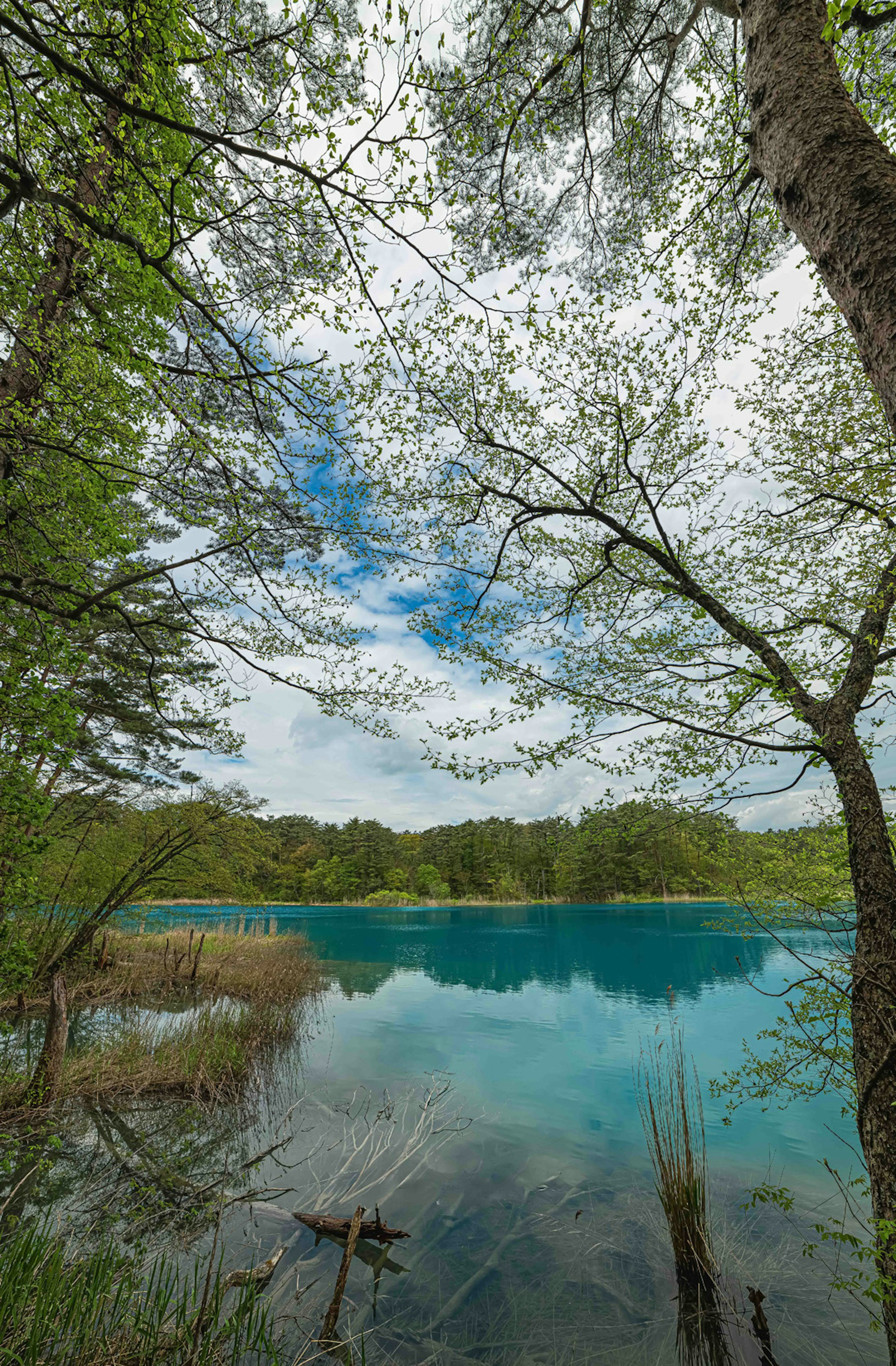 Malersicher Blick auf einen blauen See umgeben von grünen Bäumen