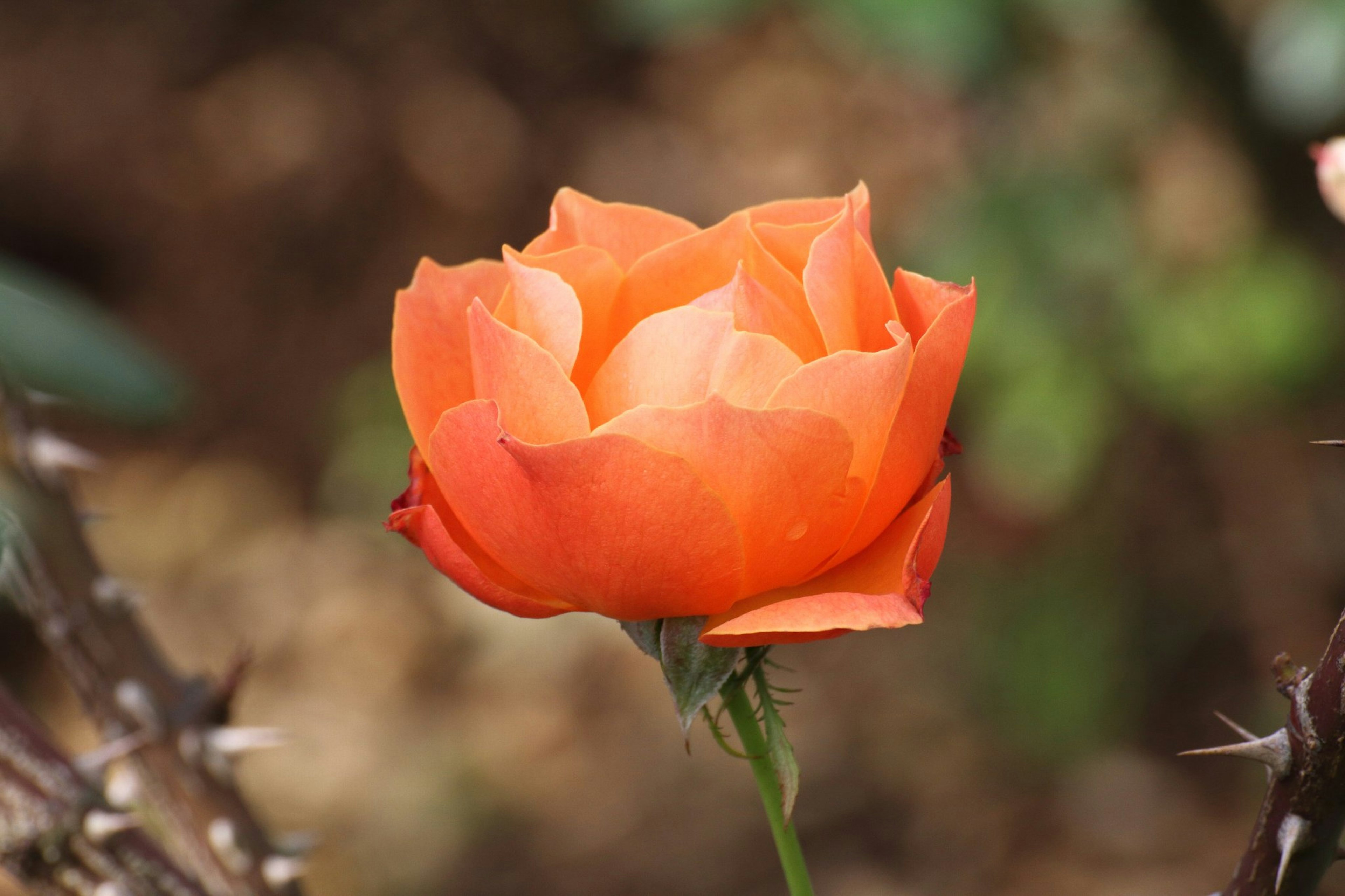 Flor de rosa naranja vibrante contra un fondo de hojas verdes