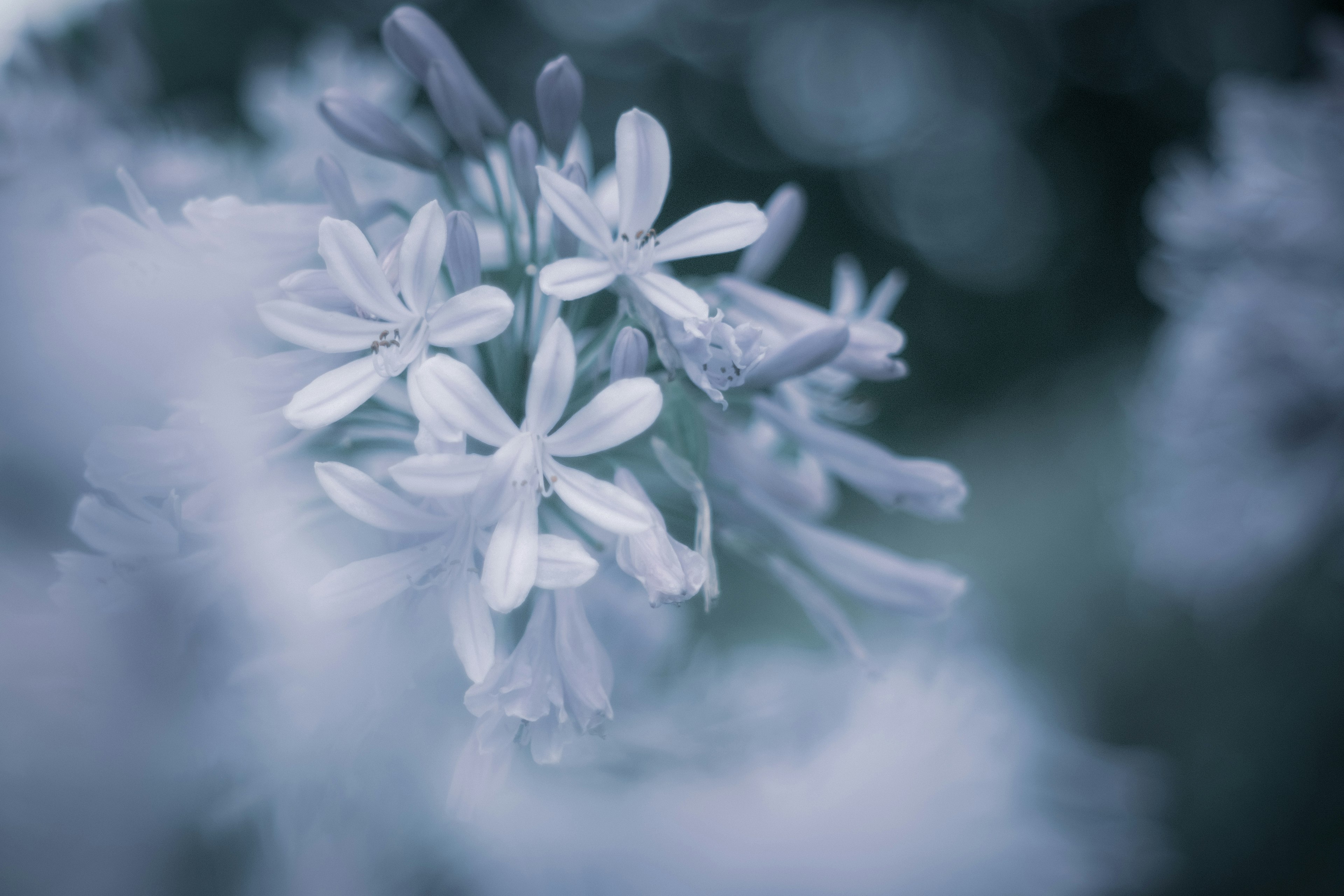 Bellissima foto macro di fiori bianchi su uno sfondo blu tenue