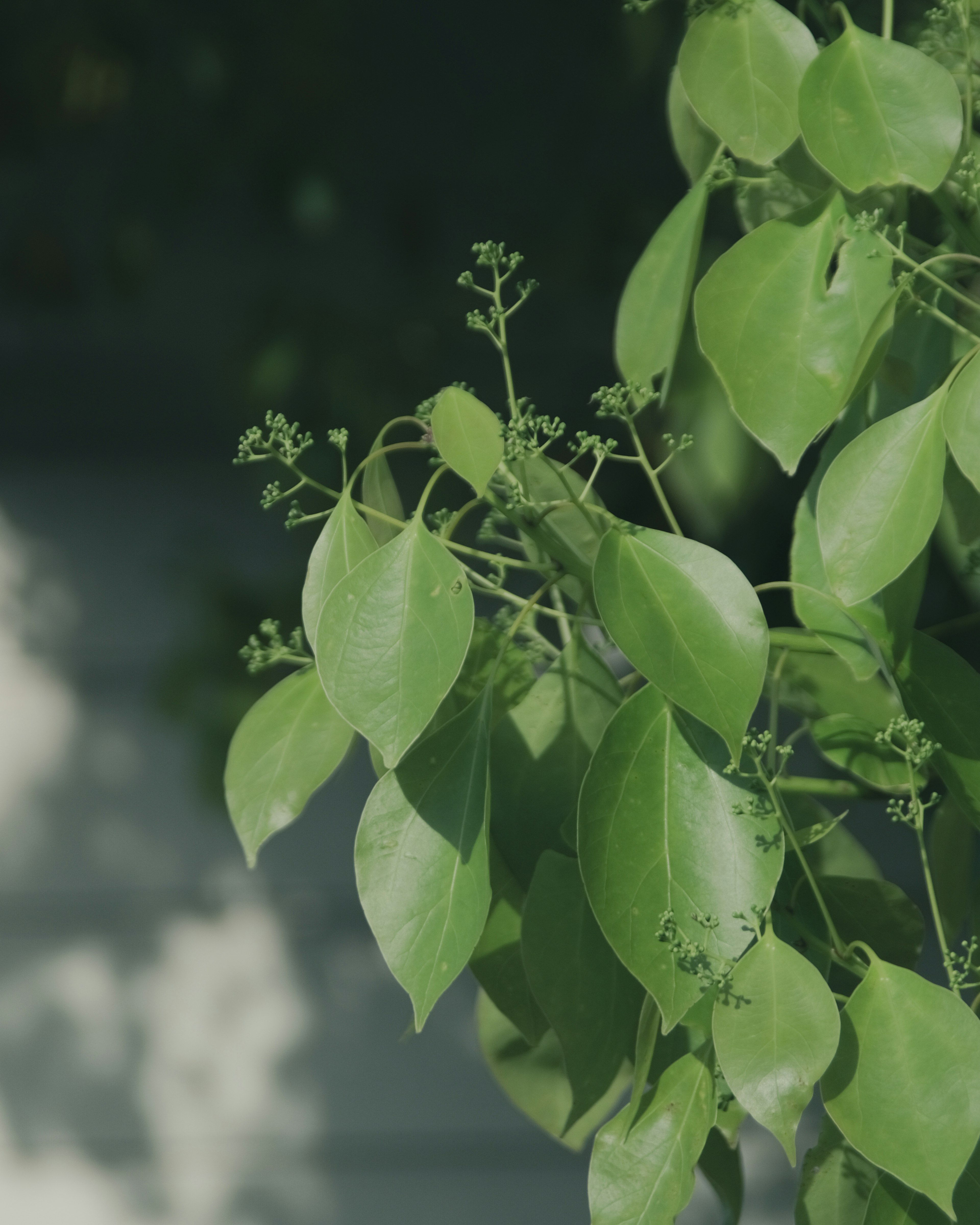 Nahaufnahme von üppigen grünen Blättern mit zarten Knospen