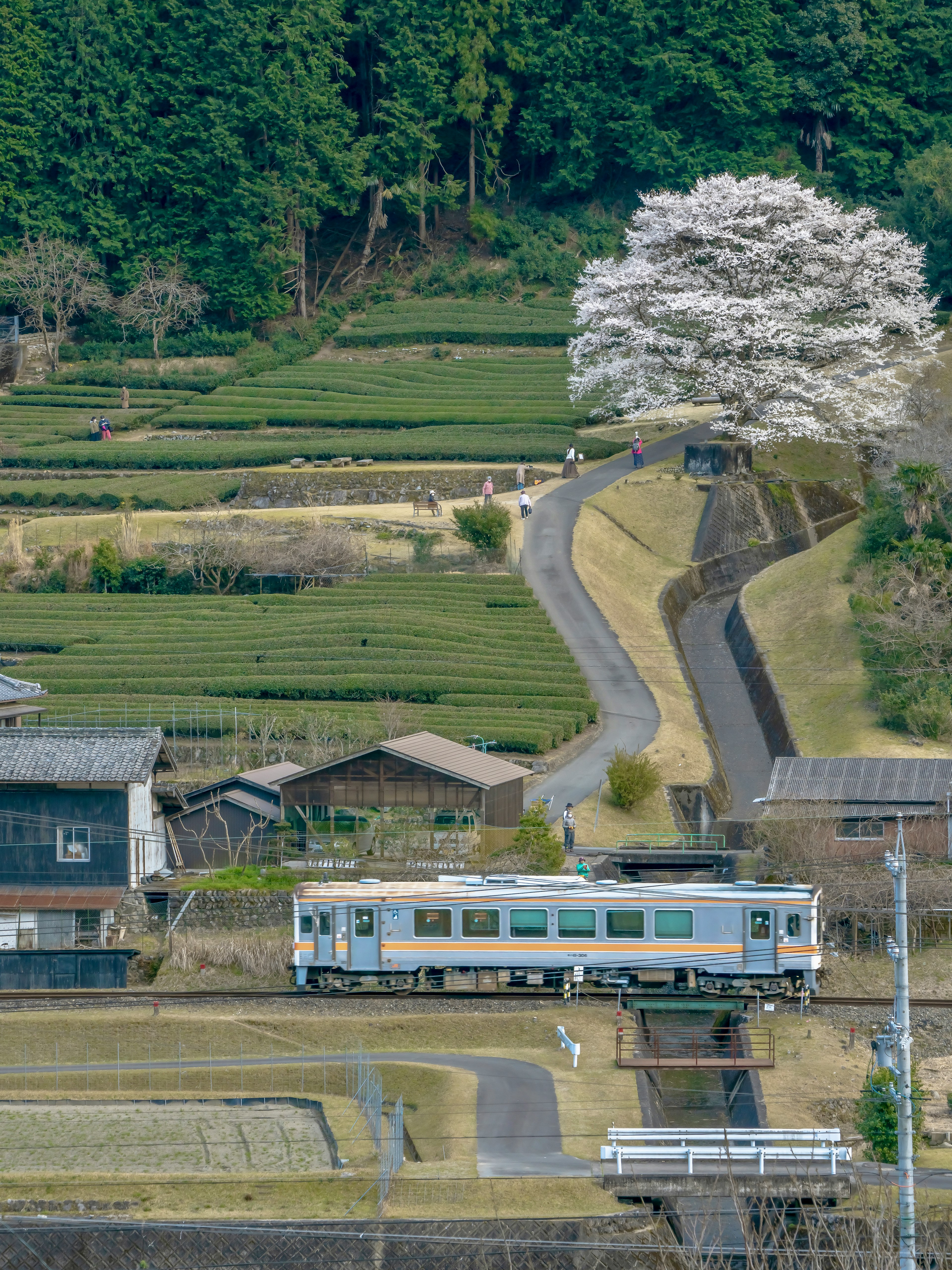 緑の畑と桜の木がある風景に停車中の列車