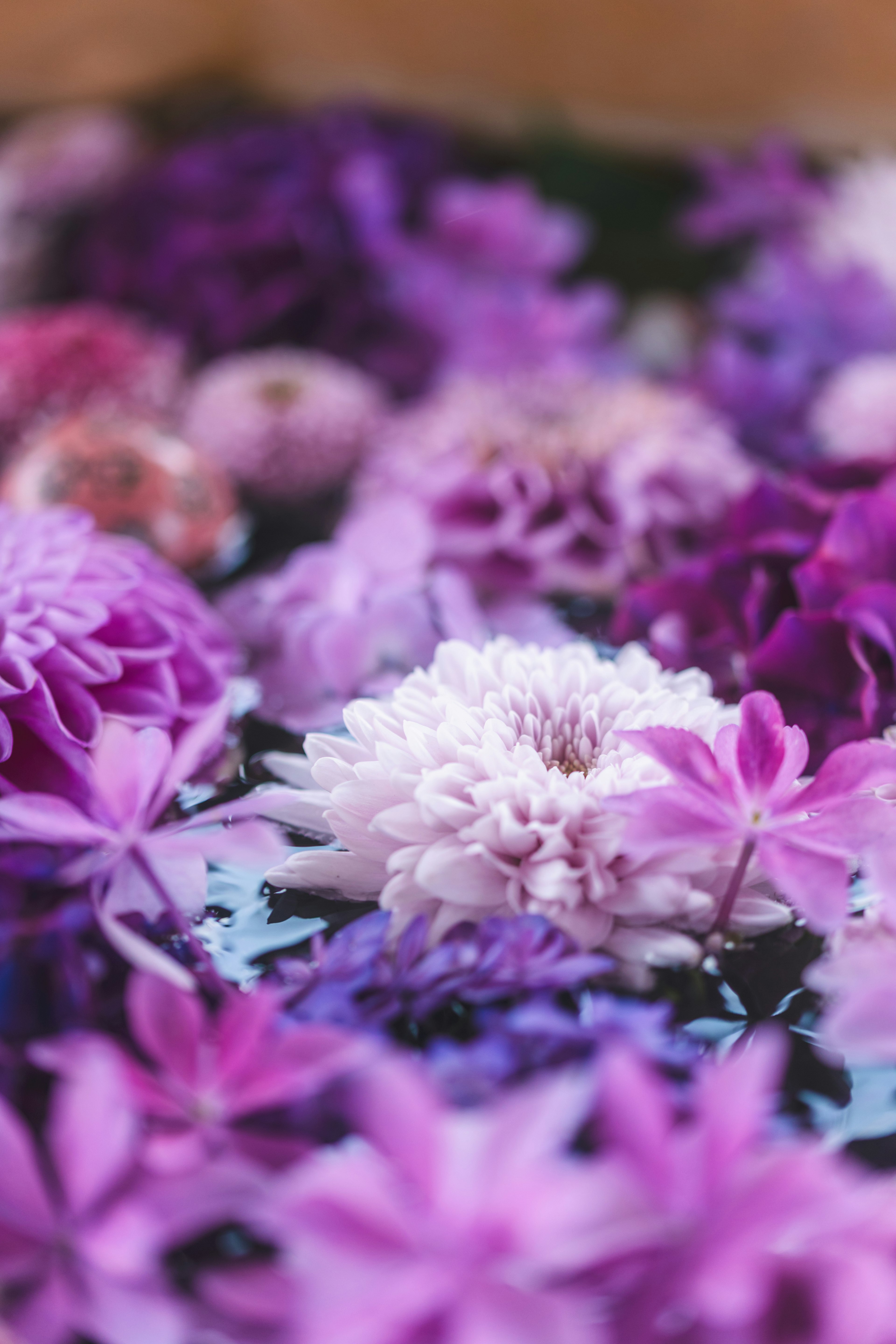 Beautiful arrangement of purple flowers floating