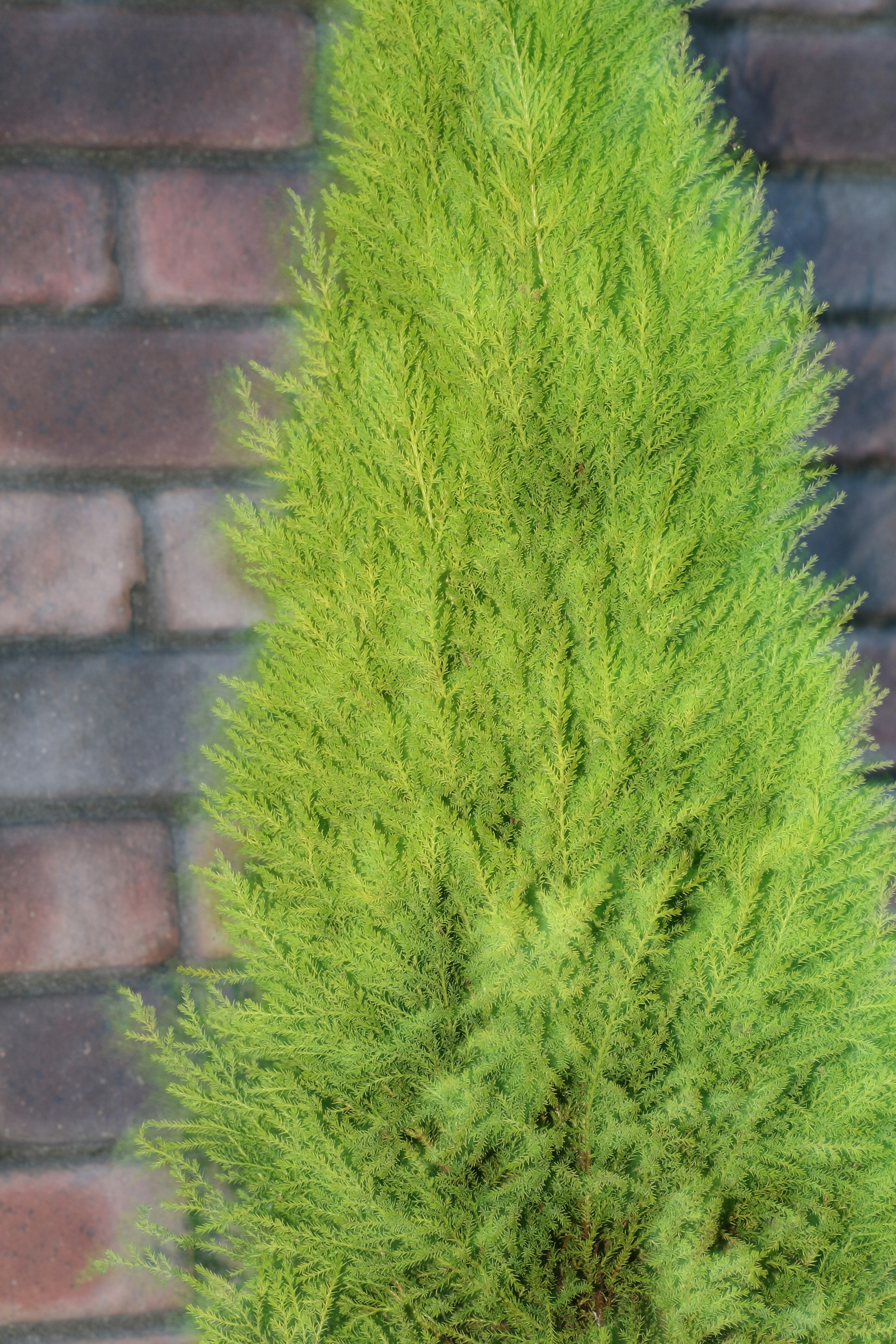 Tall green conifer with dense foliage against a brick wall background