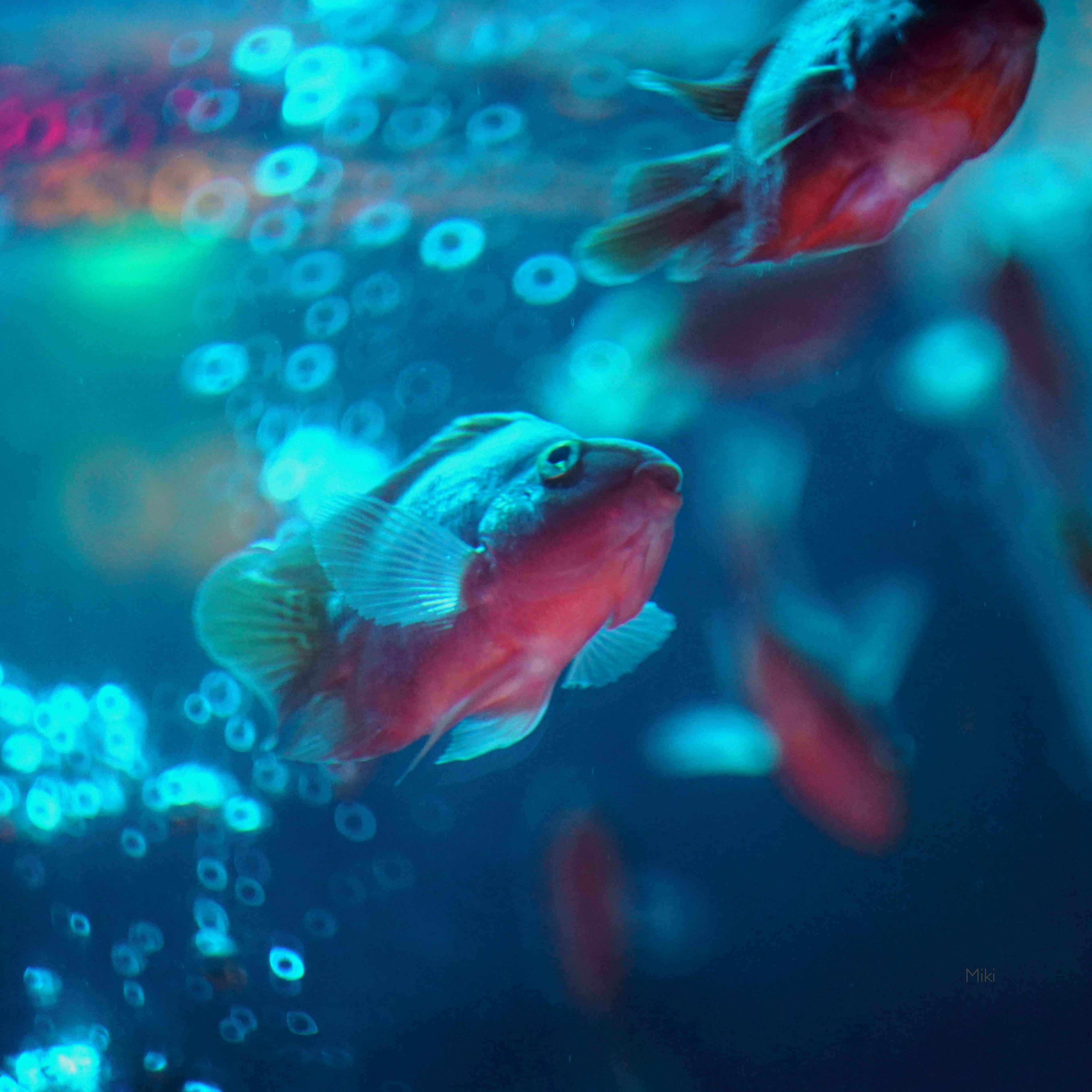 Group of red fish swimming in water with blue bubbles