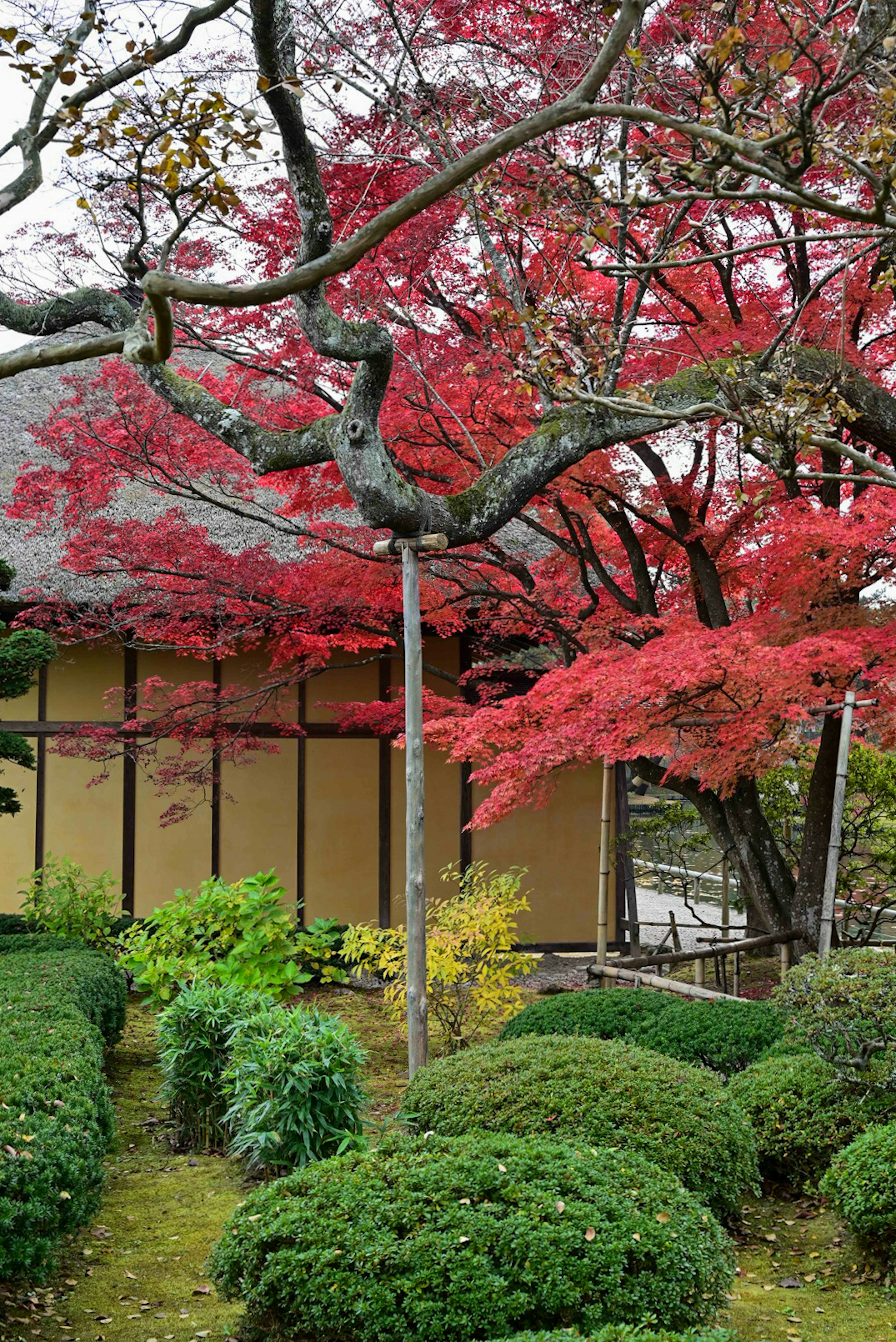 Traditional Japanese building surrounded by vibrant autumn foliage and manicured gardens