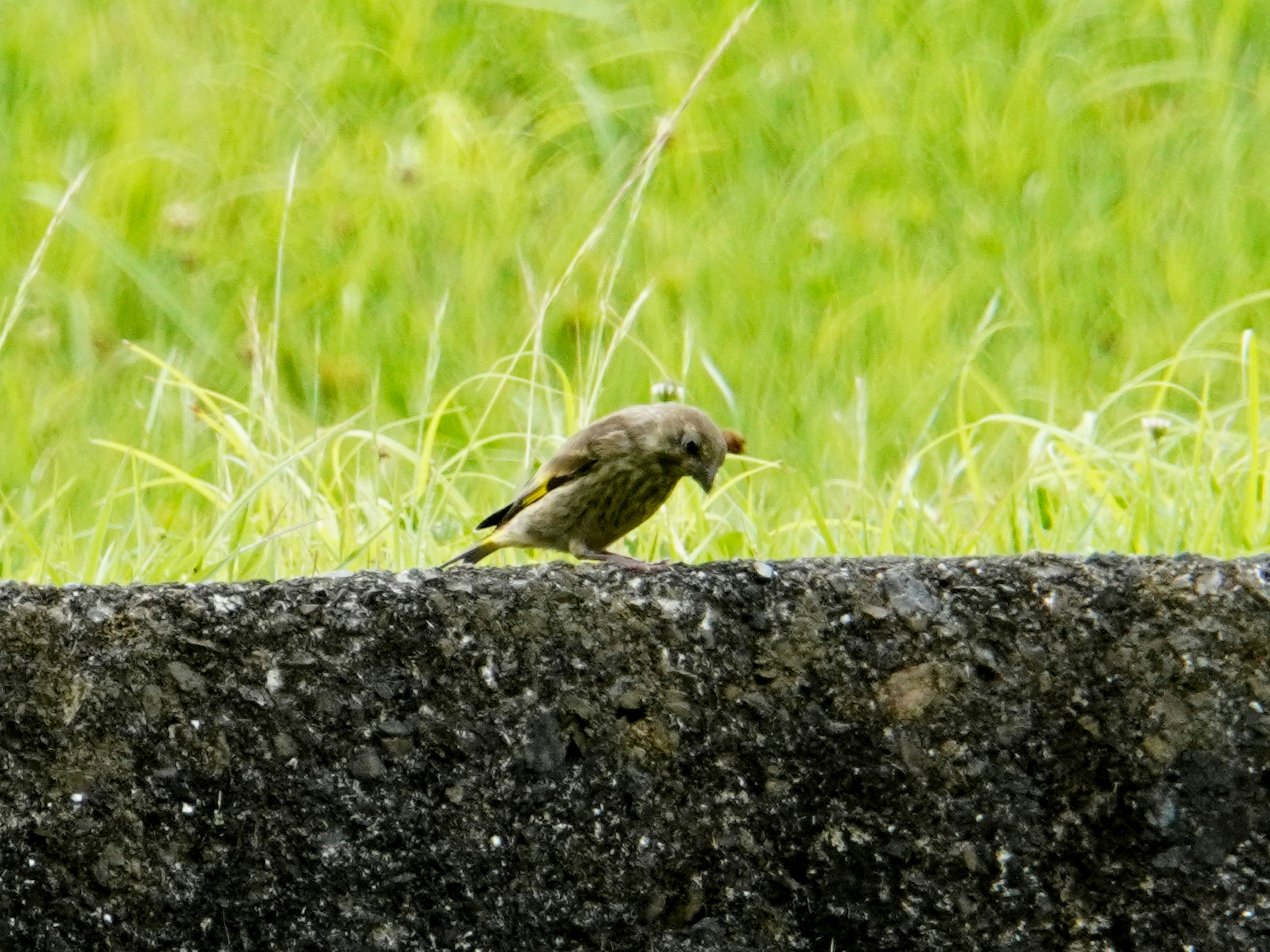 A small bird standing on a stone wall in front of green grass