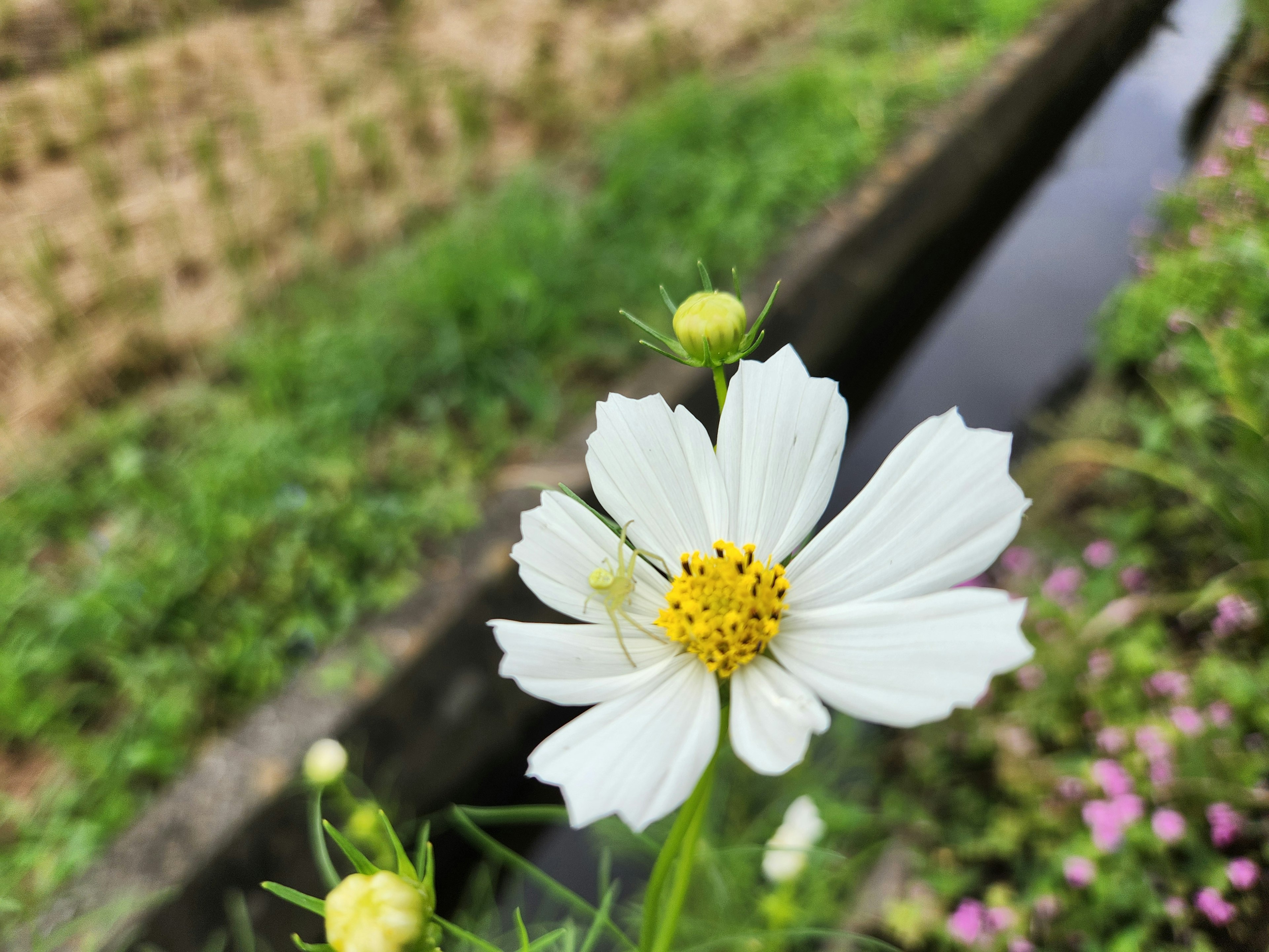 白い花と緑の背景の風景