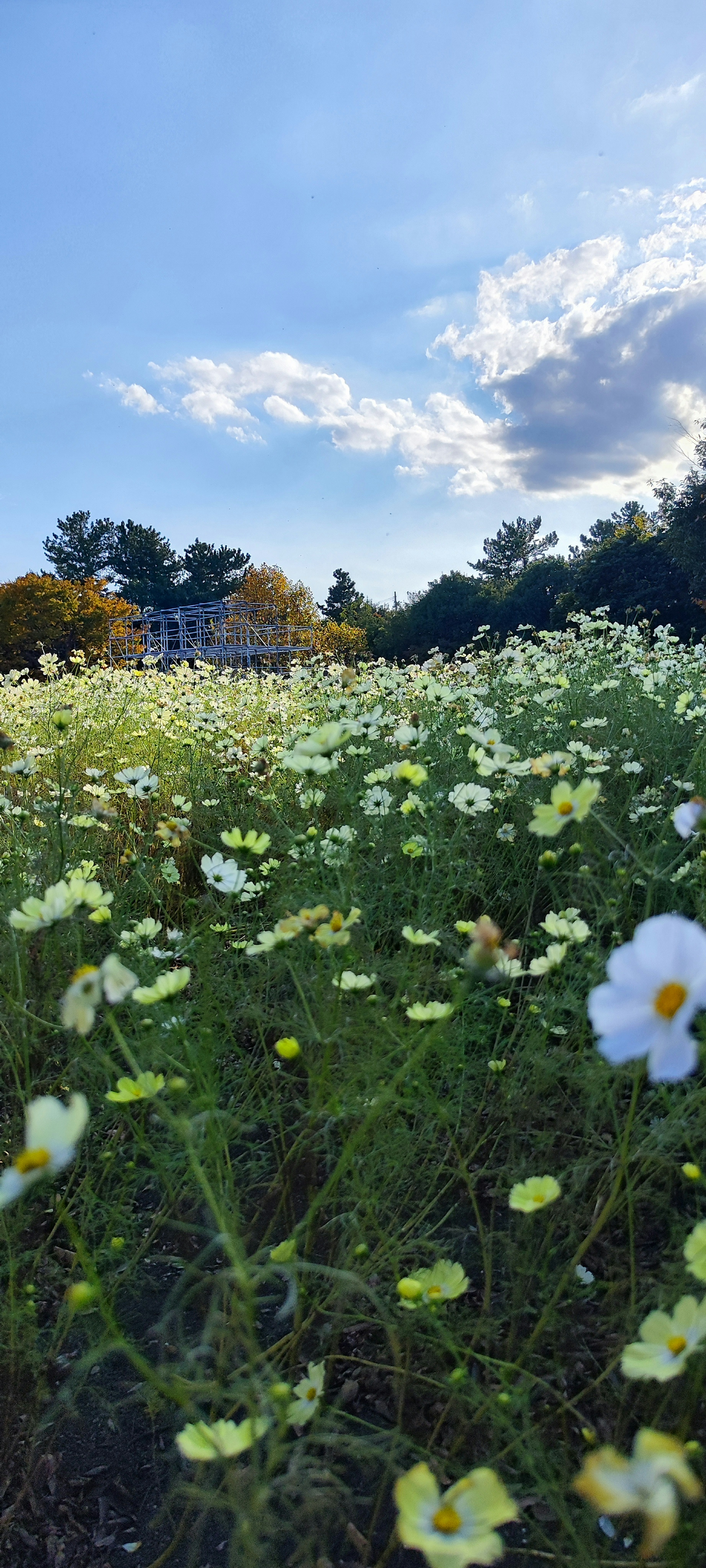 蓝天下的白花田野