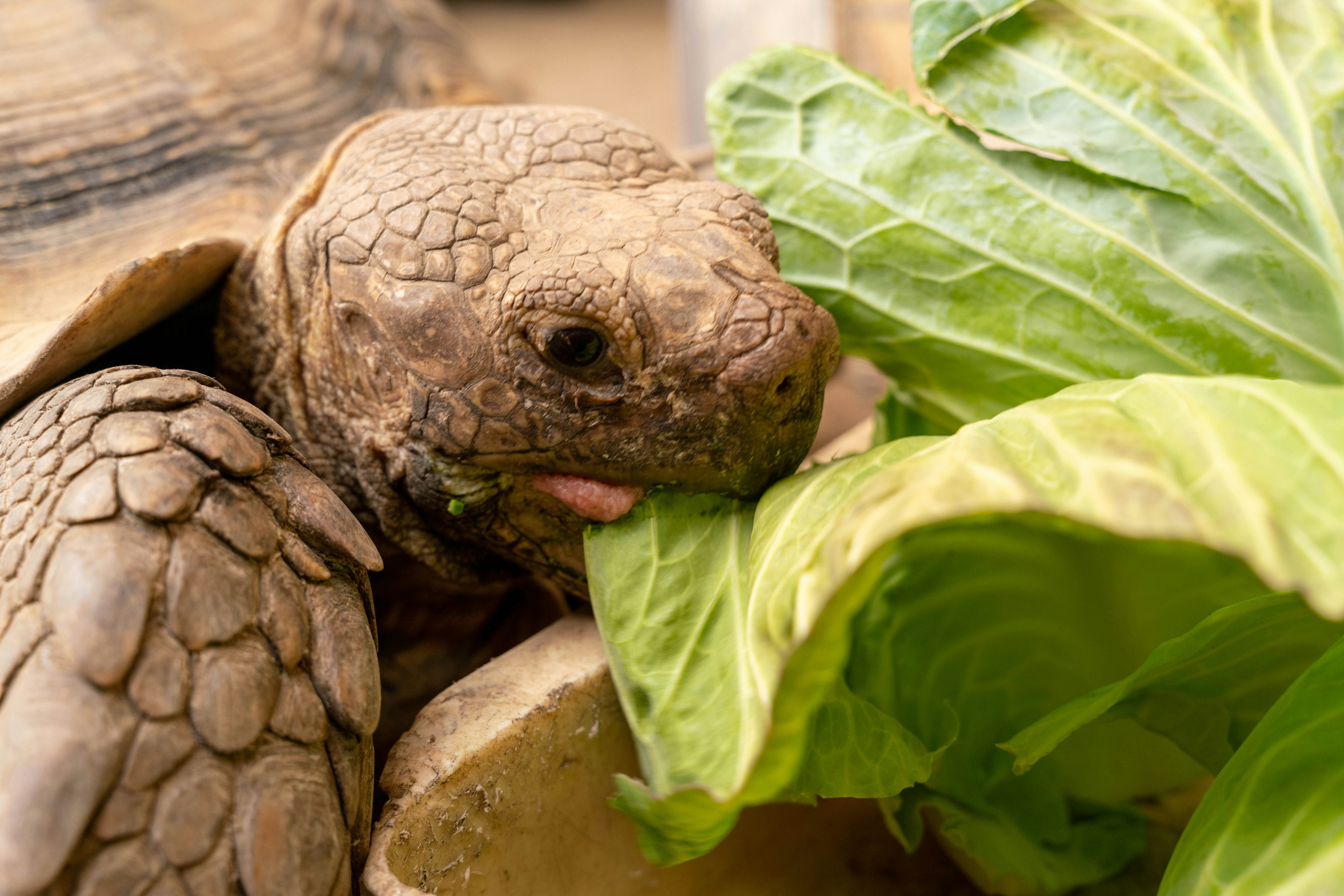 Nahaufnahme einer Schildkröte, die Salat frisst