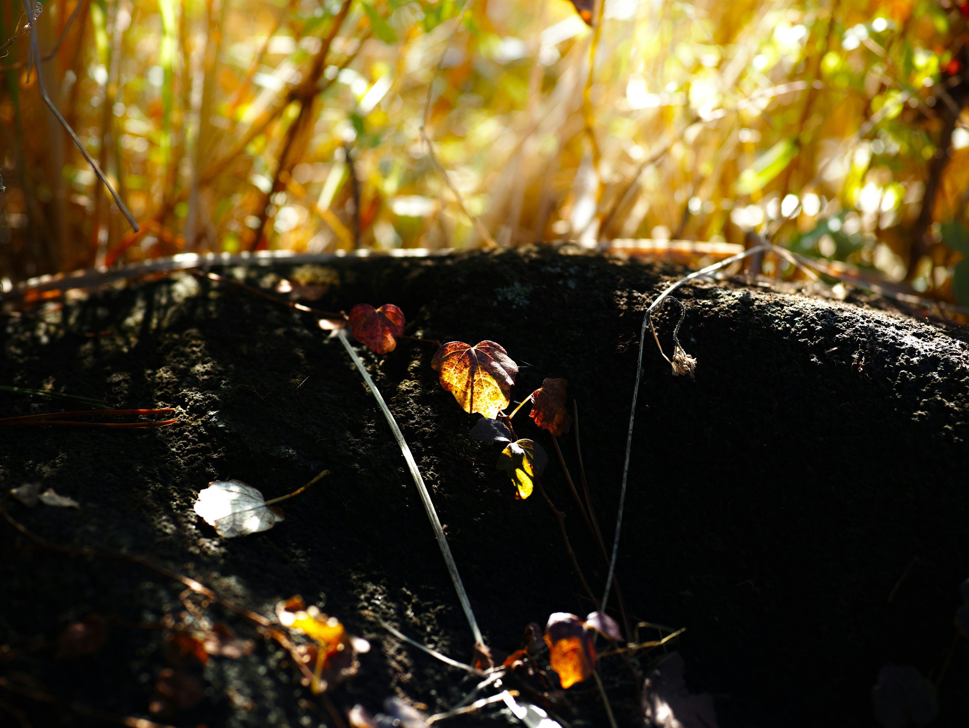 Nahaufnahme eines Baumstumpfes mit von Sonnenlicht beleuchteten Herbstblättern