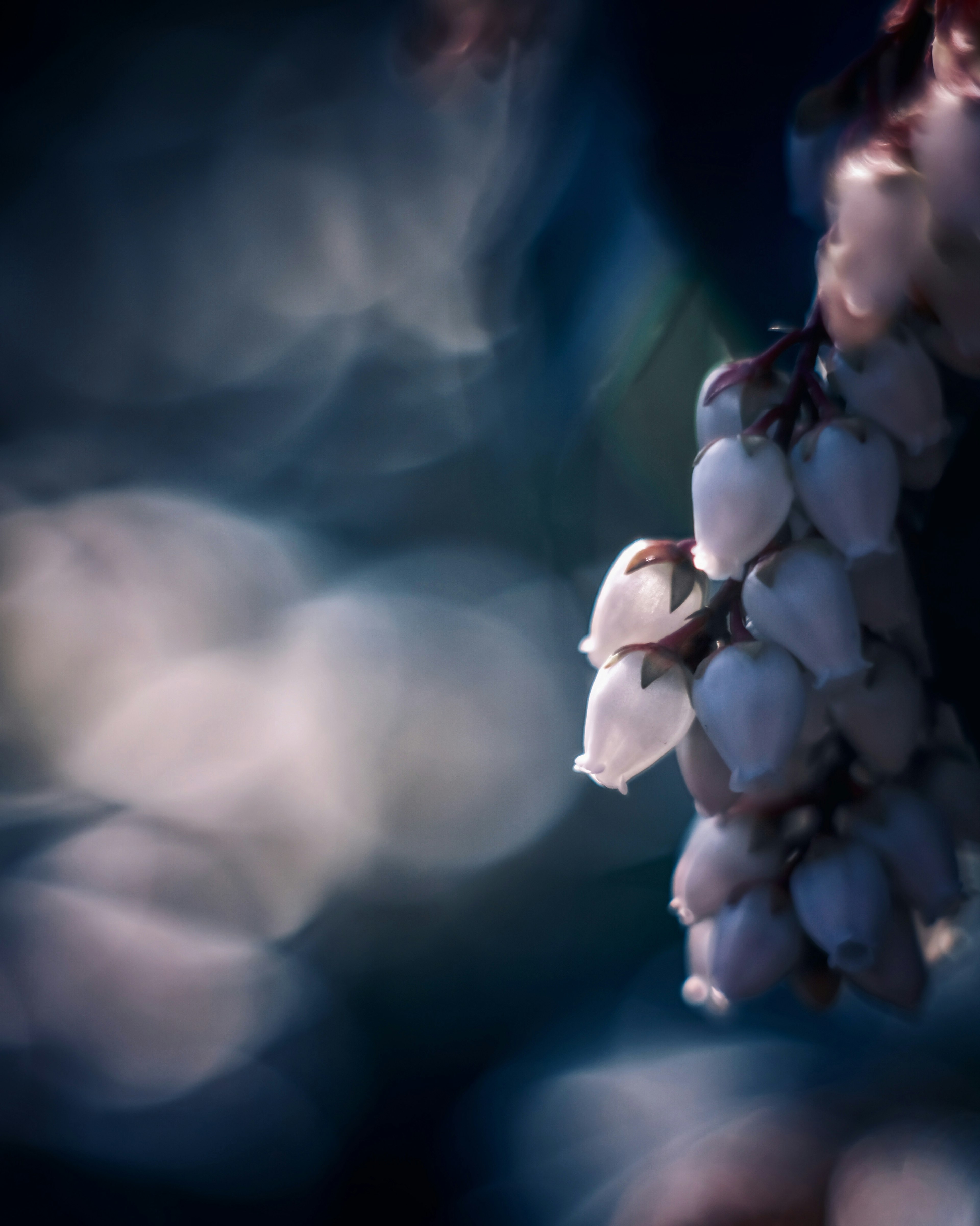 Groupe de fleurs blanches sur un fond bleu flou