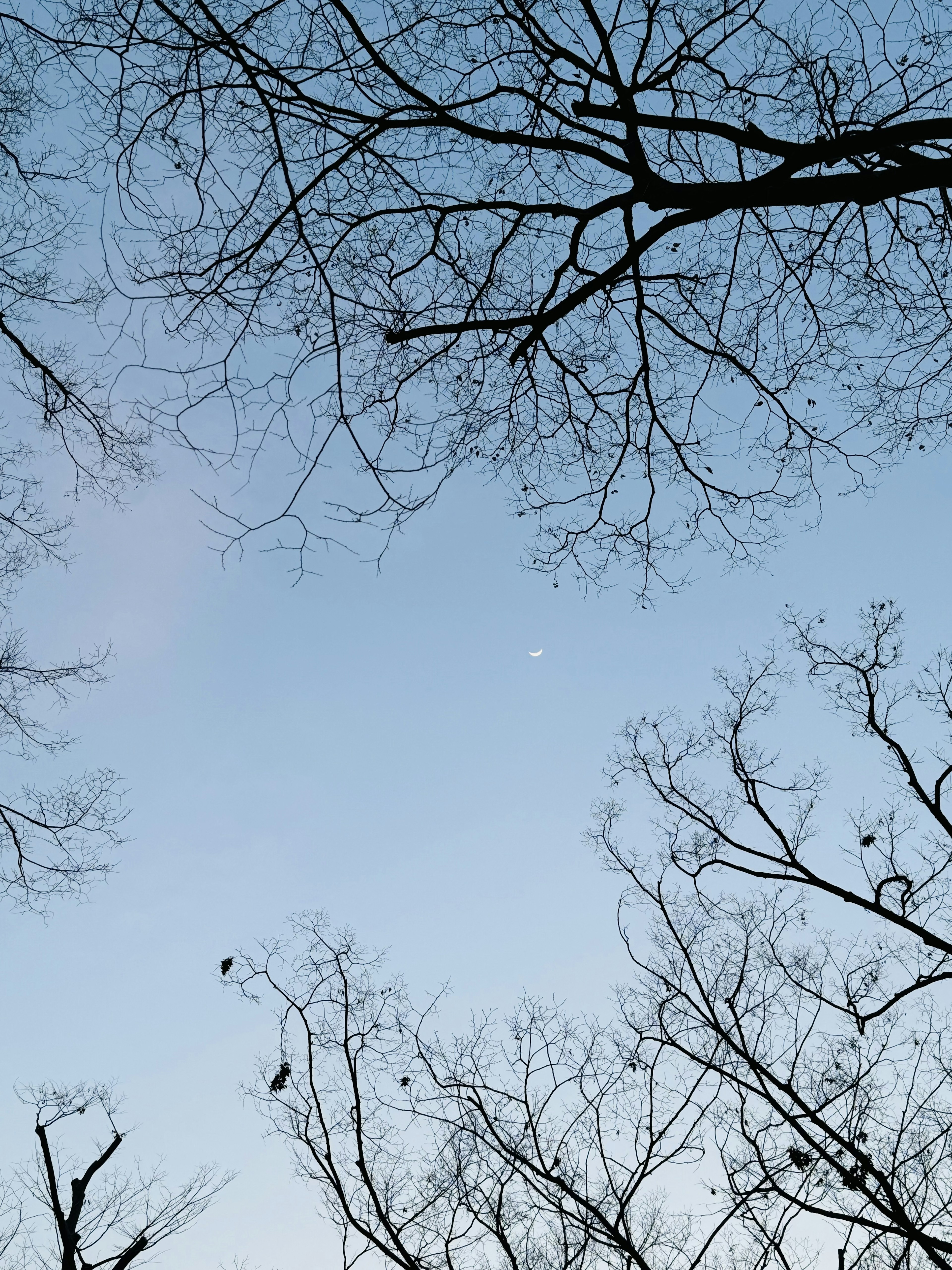 Silhouette von dünnen Baumästen vor einem blauen Himmel