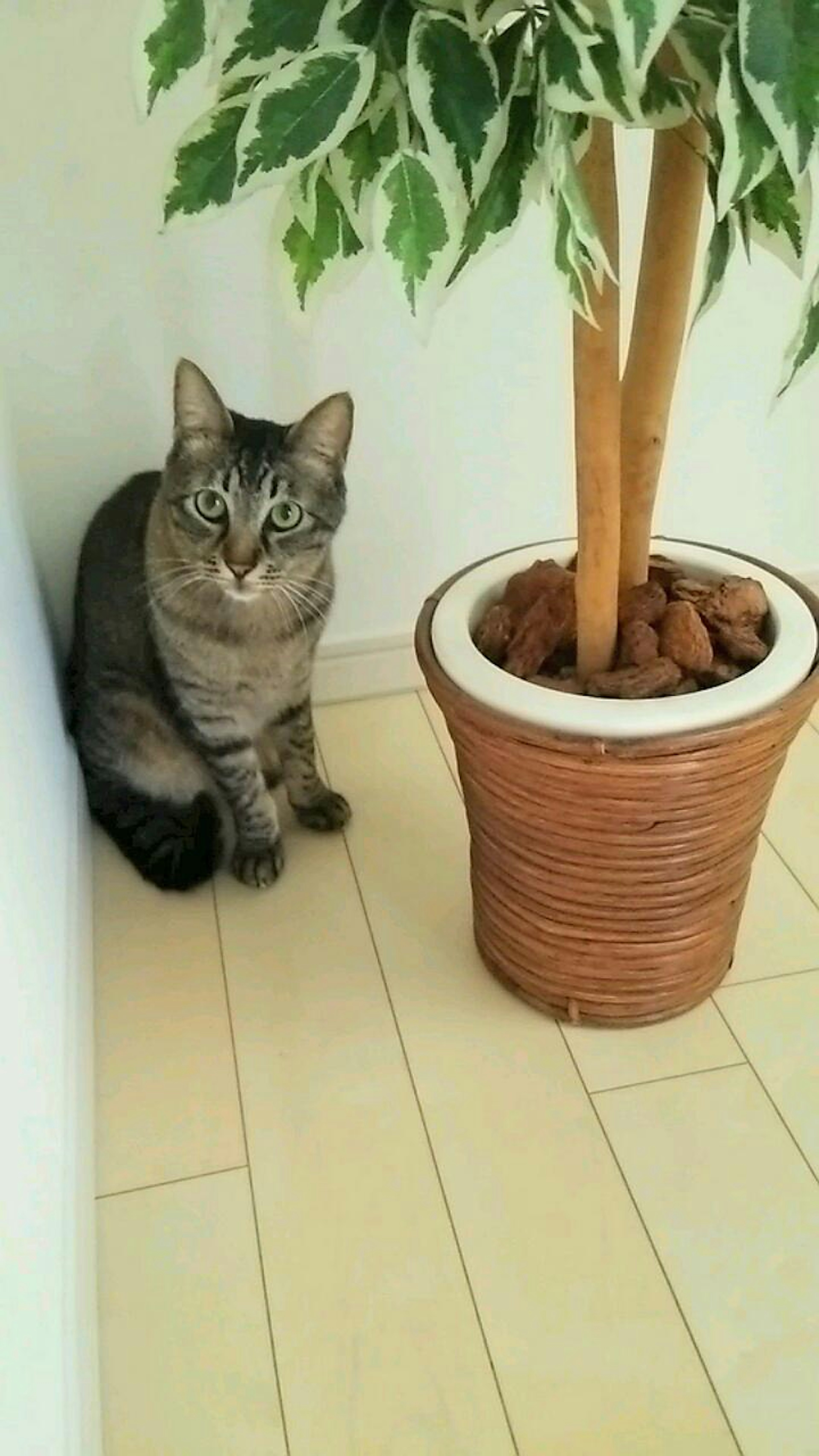 Gato sentado cerca de una planta en maceta en una esquina de una habitación