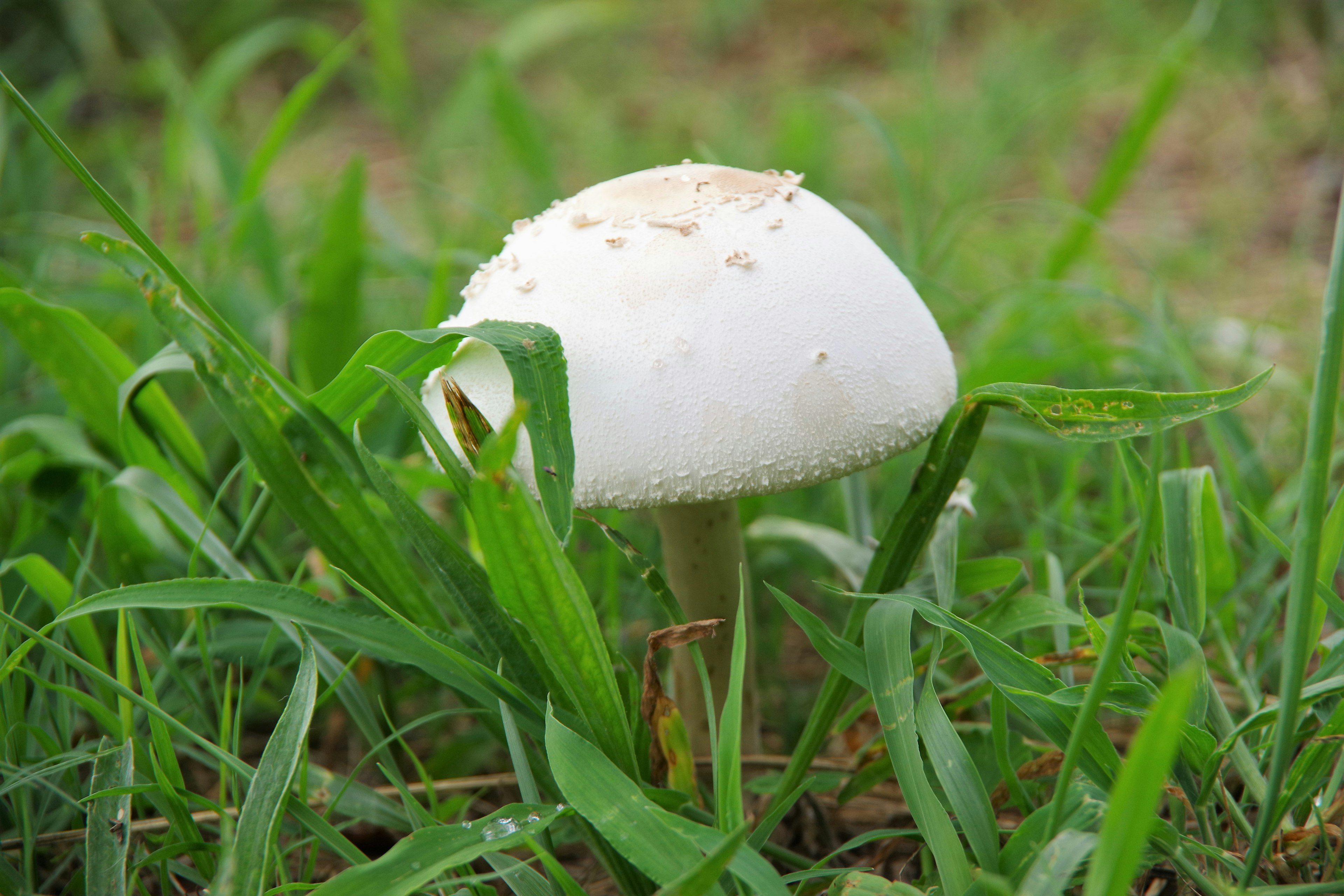 白いキノコが緑の草に囲まれている