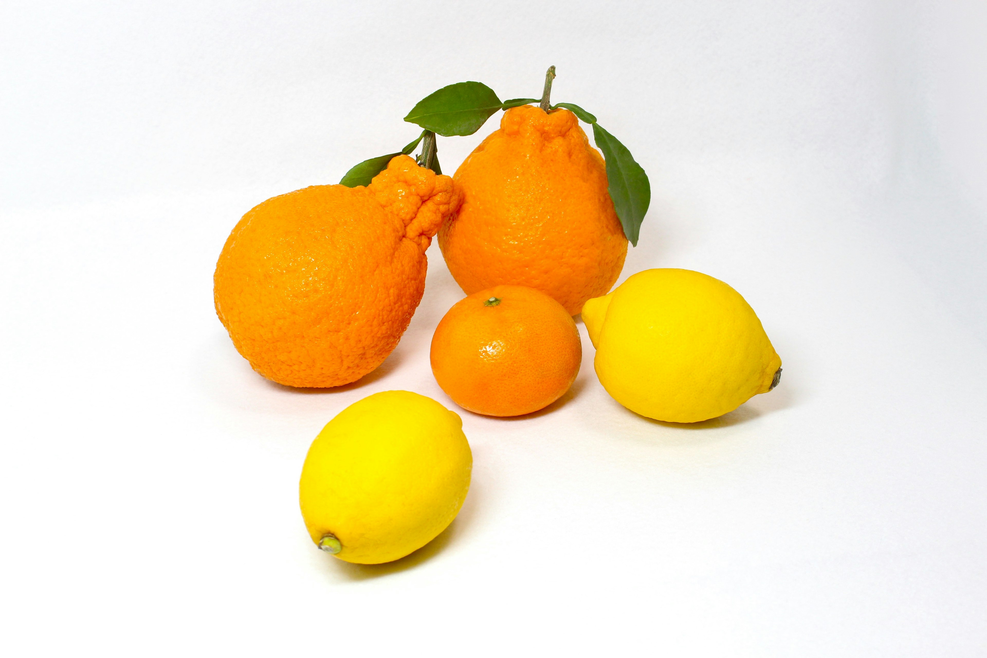 Collezione di arance, limoni e mandarini