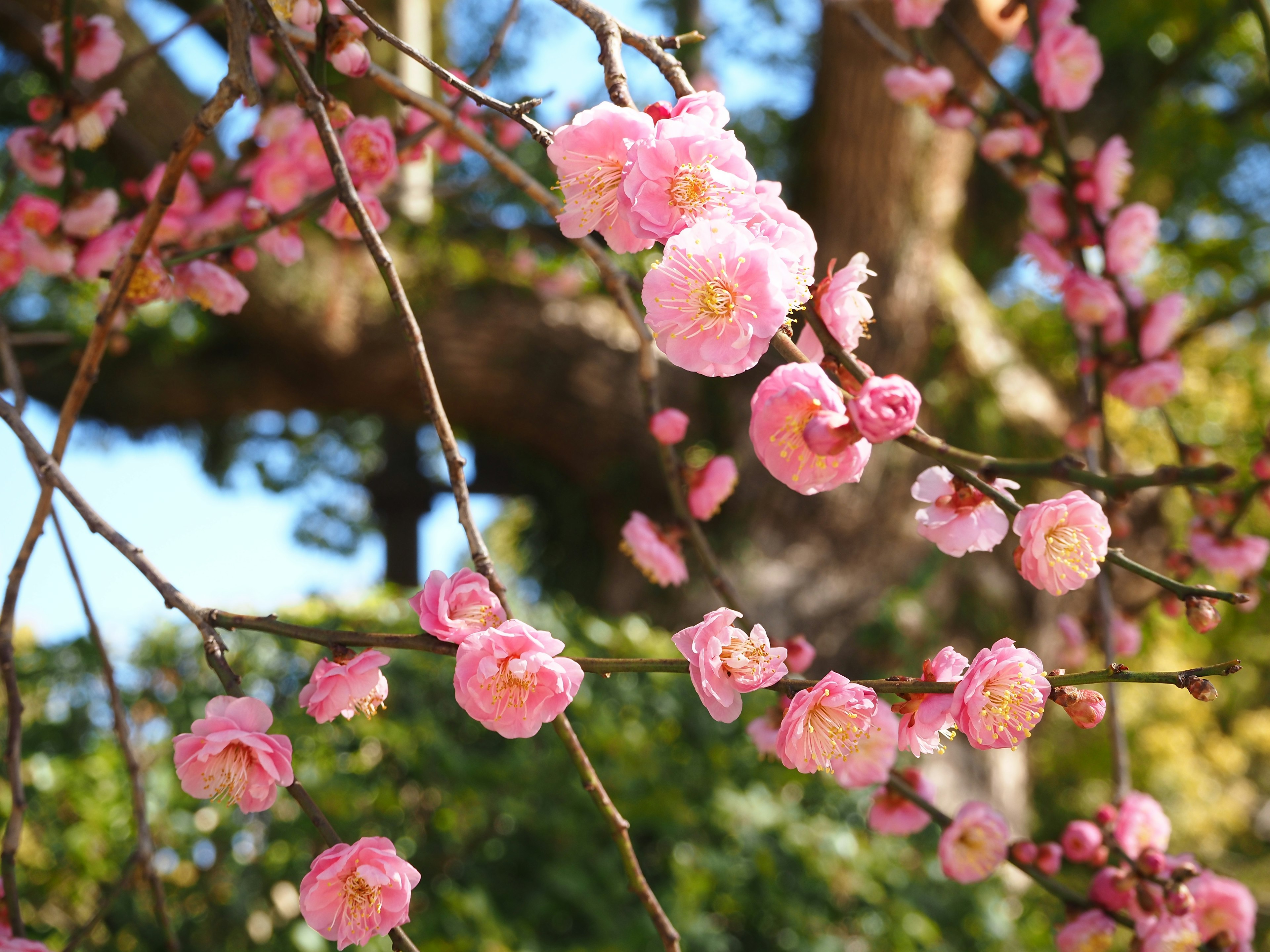 Primer plano de flores de cerezo en ramas con un fondo de hojas verdes y cielo azul