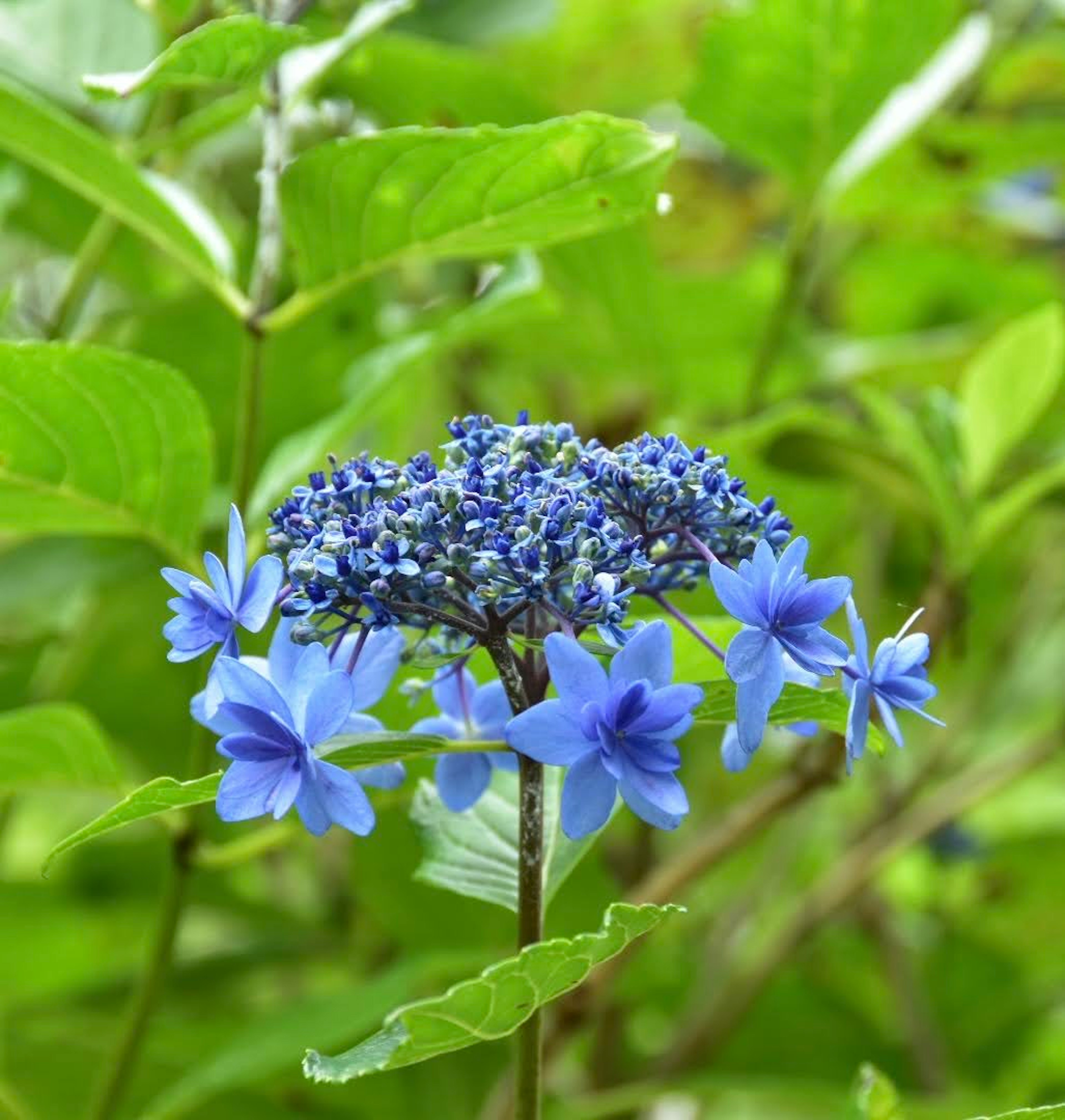 Nahaufnahme eines blauen Blumenclusters umgeben von grünen Blättern