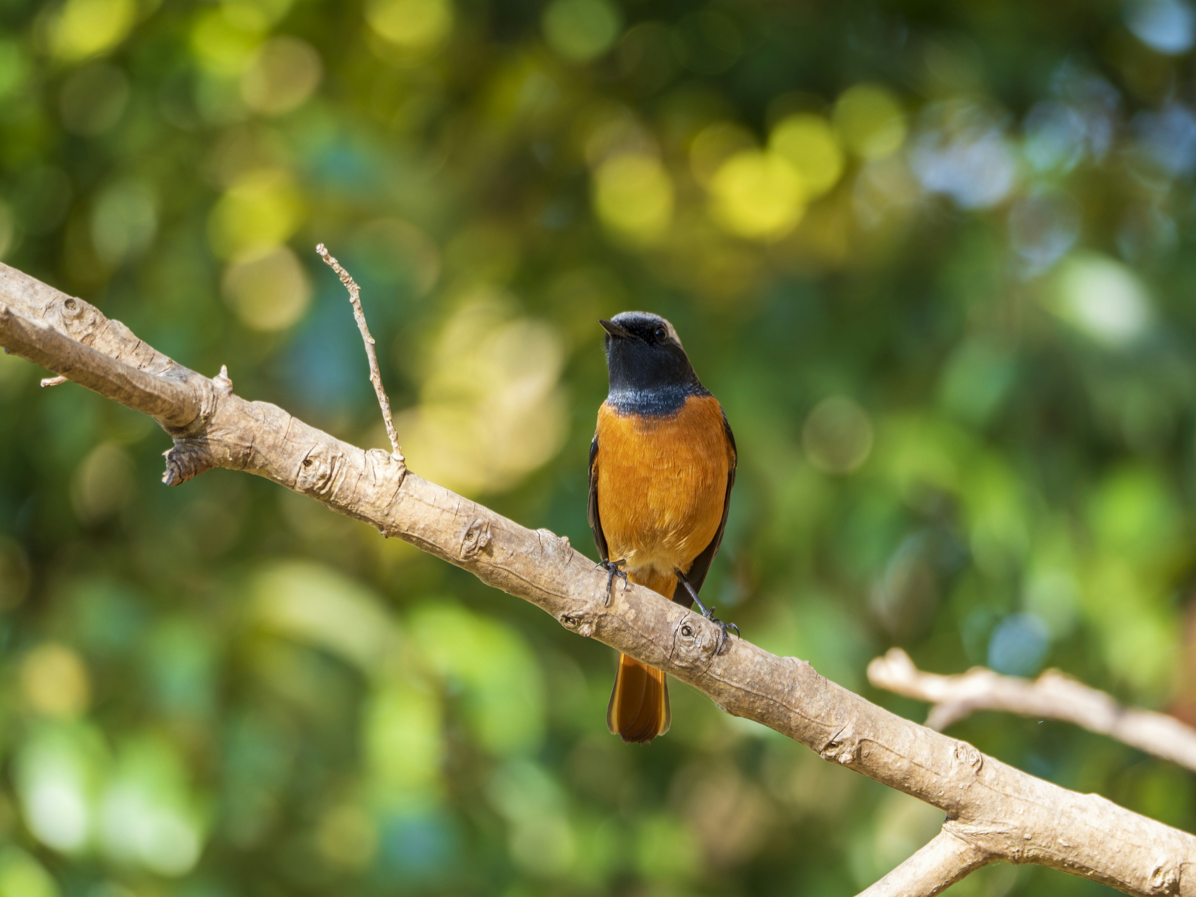 Pájaro naranja vibrante posado en una rama