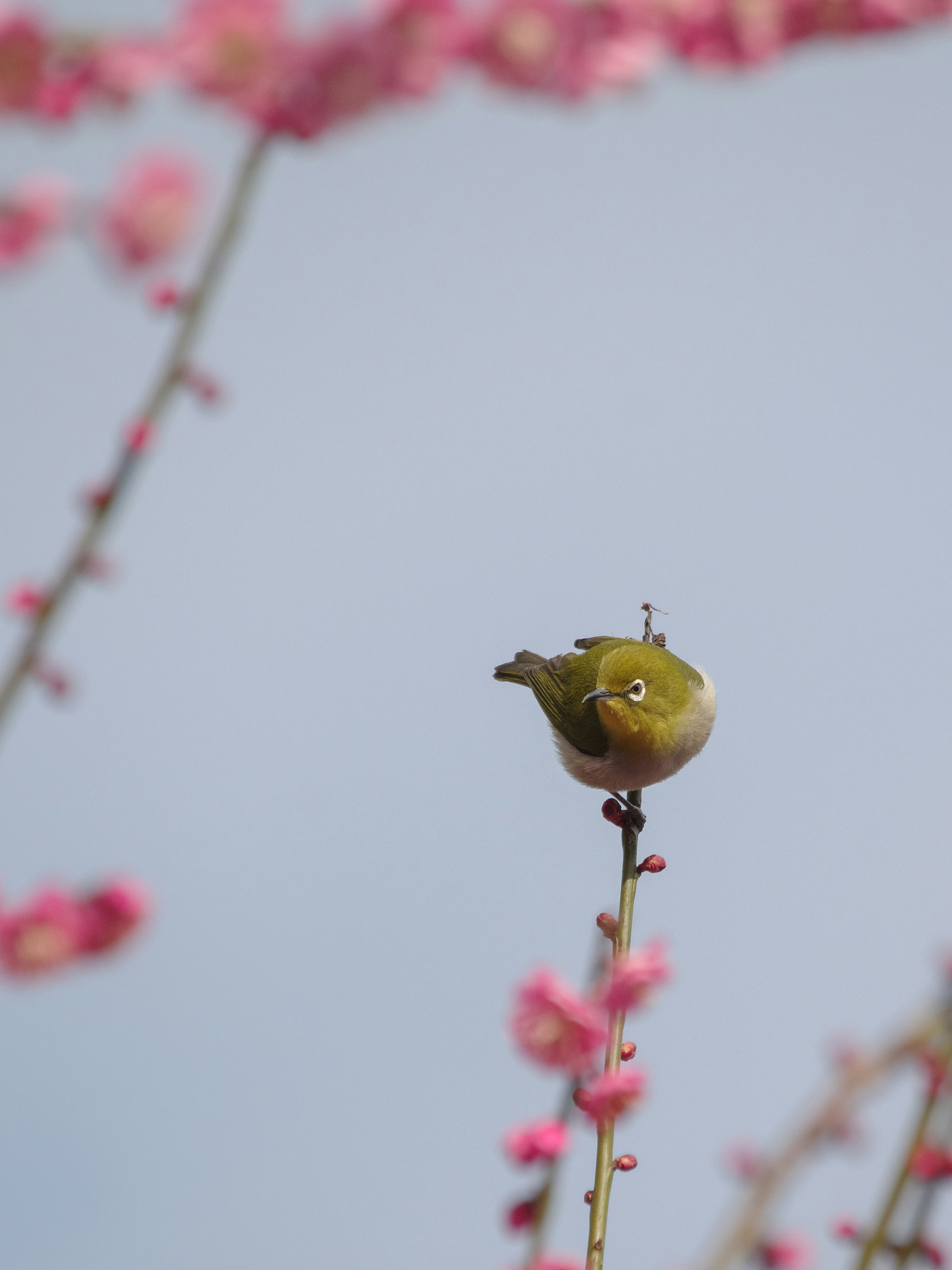 Un petit oiseau vert perché sur une branche avec des fleurs roses