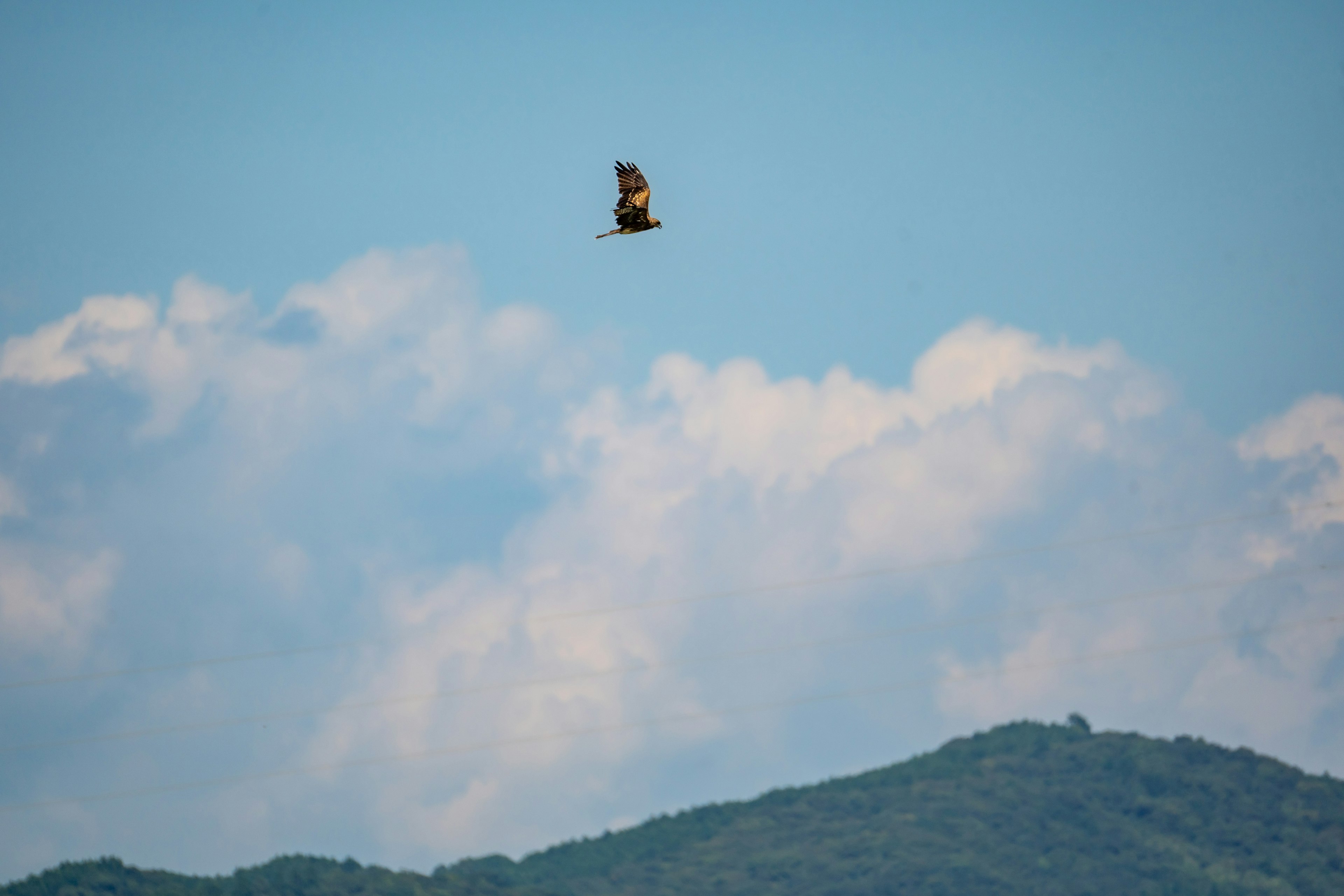 青空を背景に飛ぶ鳥と山のシルエット