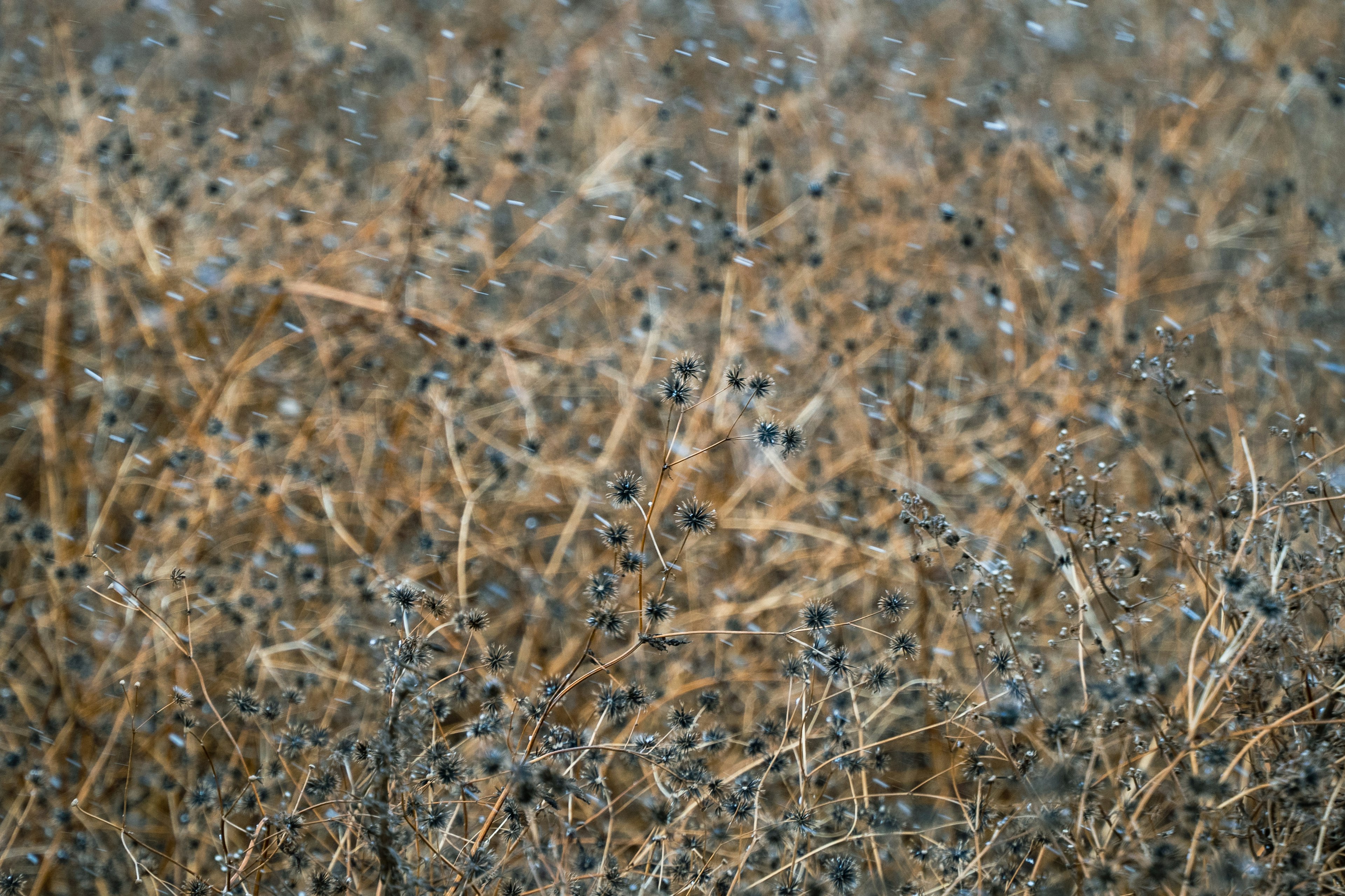 Dense landscape of dry plant stems and berries