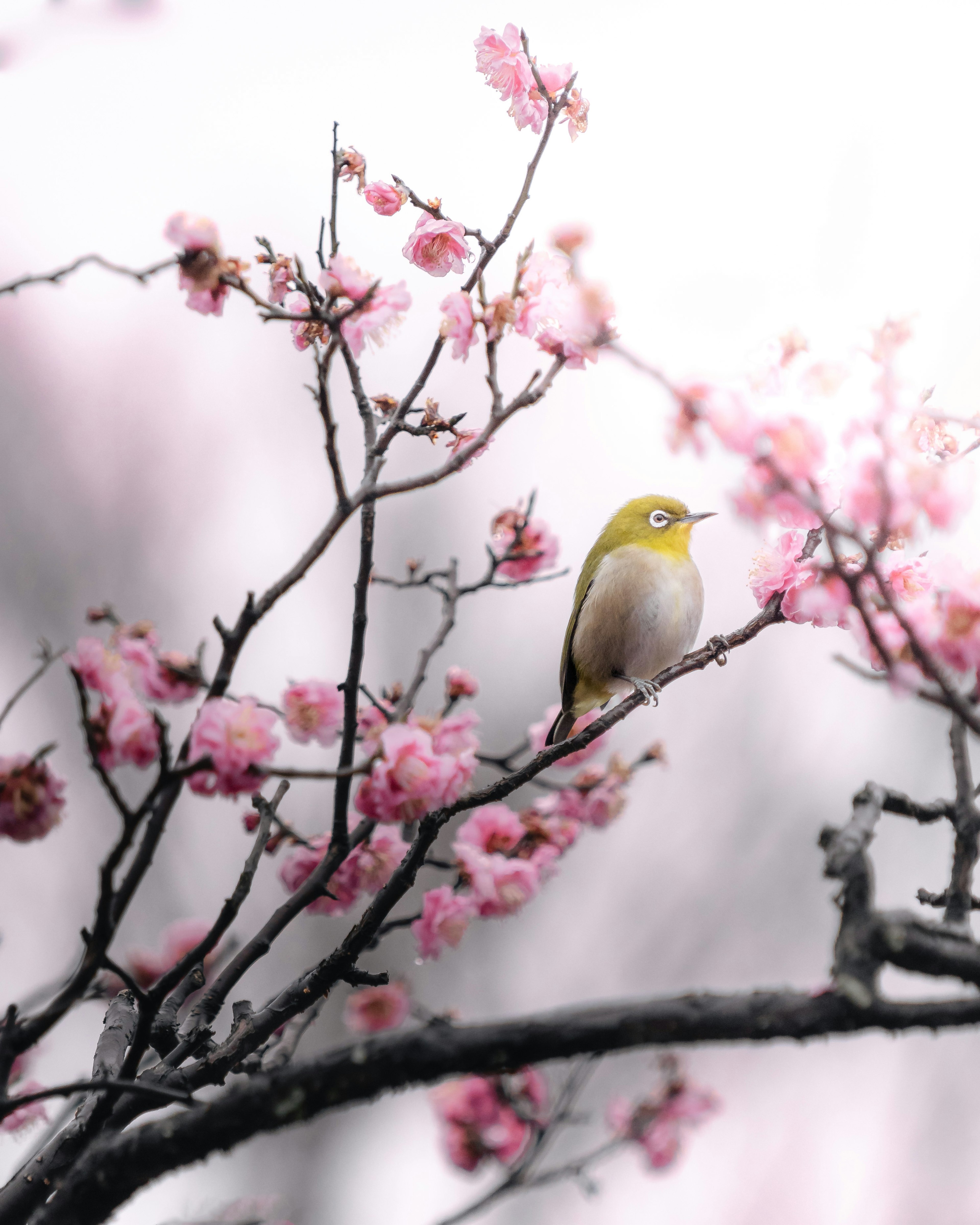 A beautiful image of a yellow bird perched on a cherry blossom branch