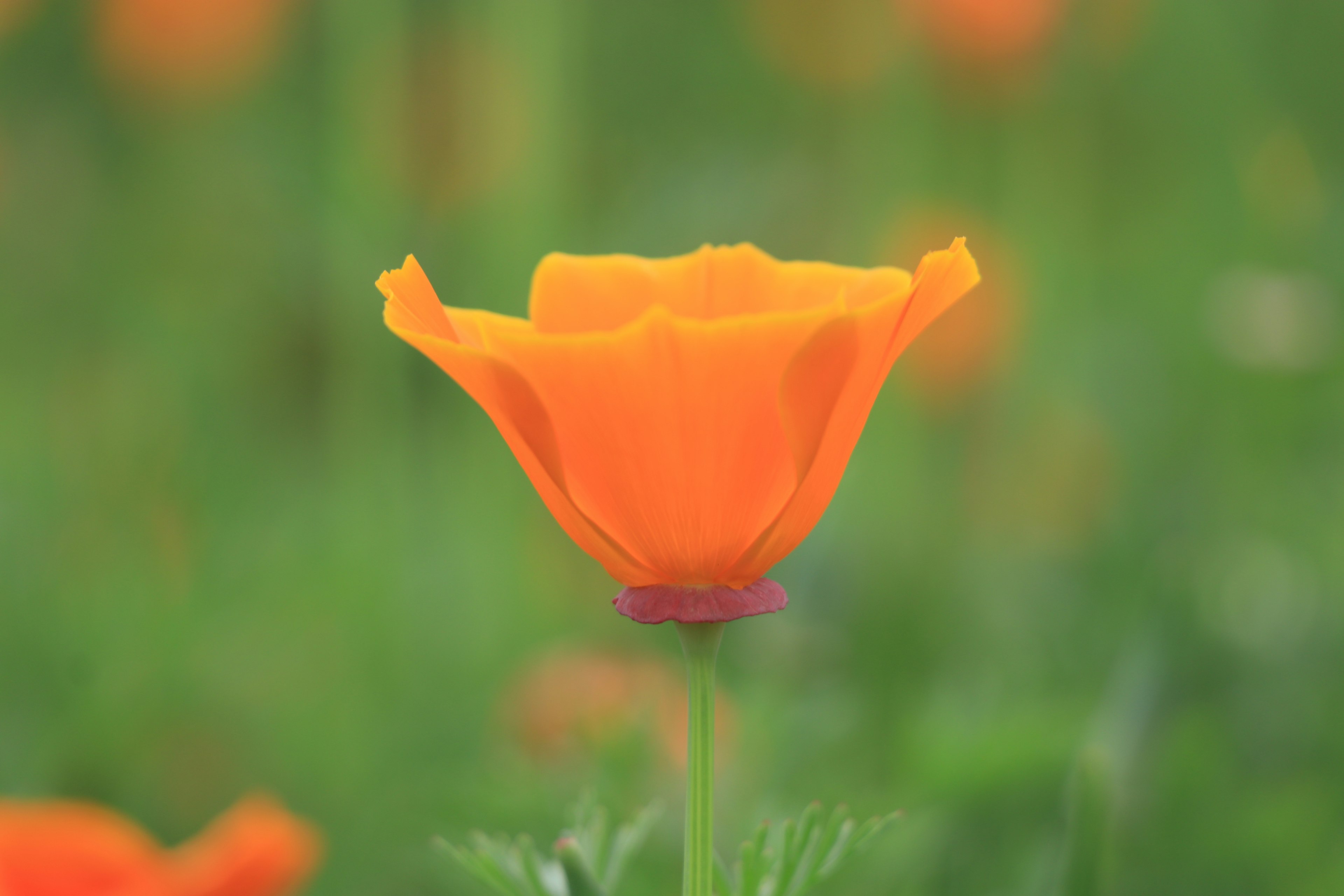 A vibrant orange poppy flower standing against a green background